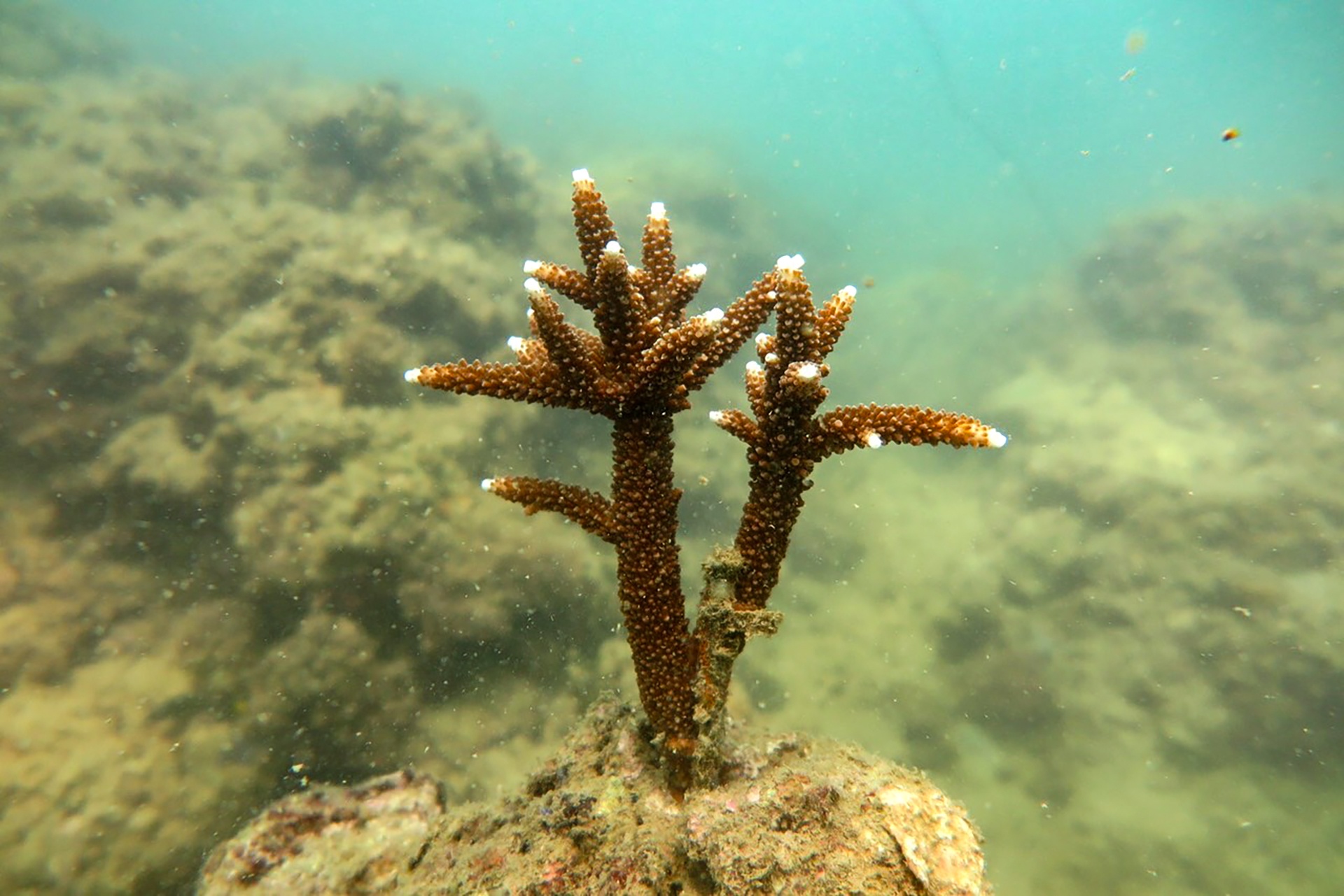 tai tao san ho tren vinh Nha Trang anh 6