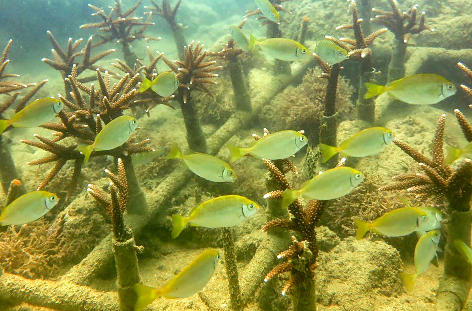 tai tao san ho tren vinh Nha Trang anh 8