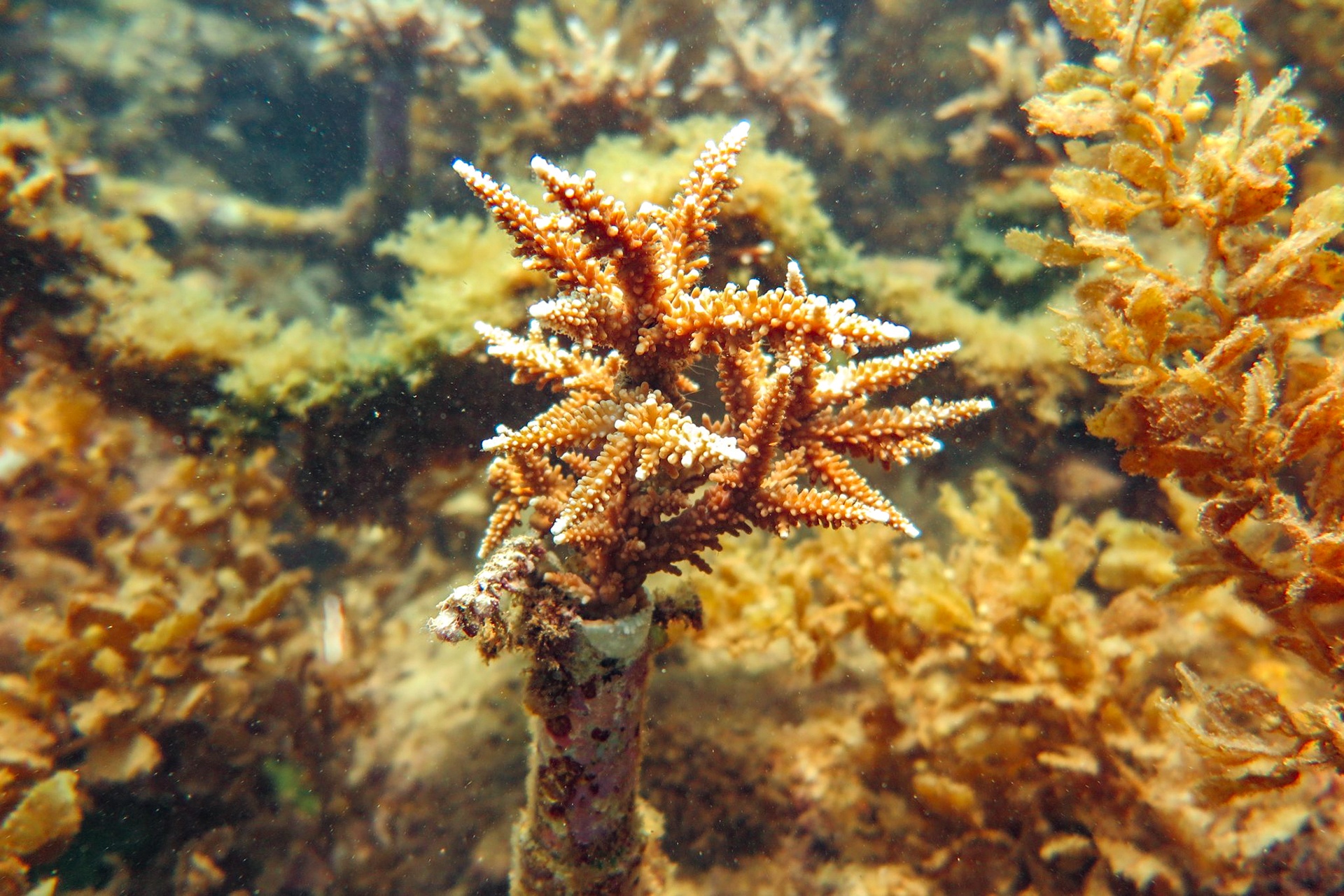 tai tao san ho tren vinh Nha Trang anh 9