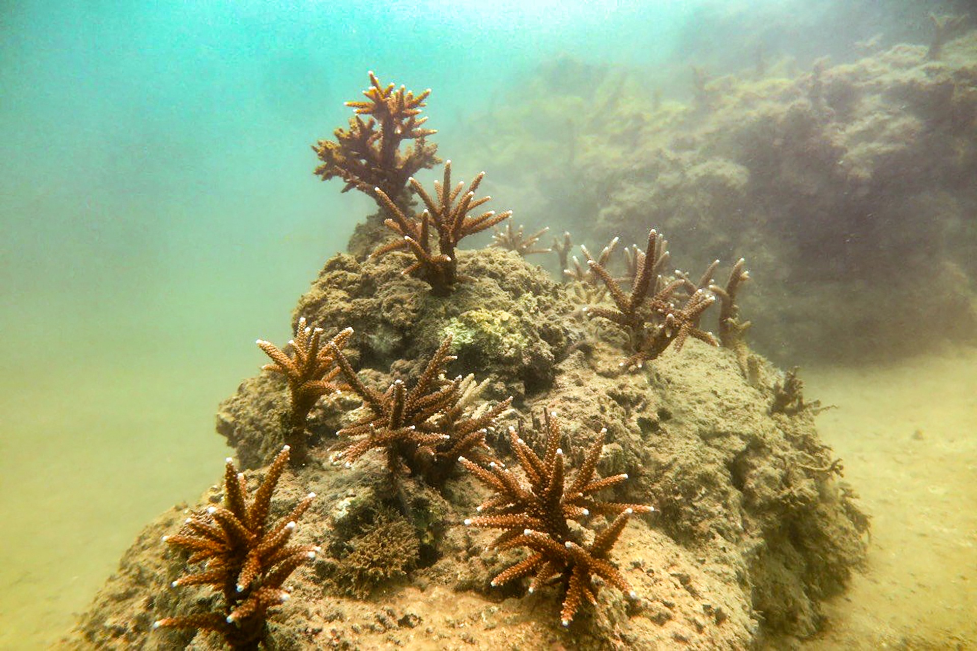 tai tao san ho tren vinh Nha Trang anh 11