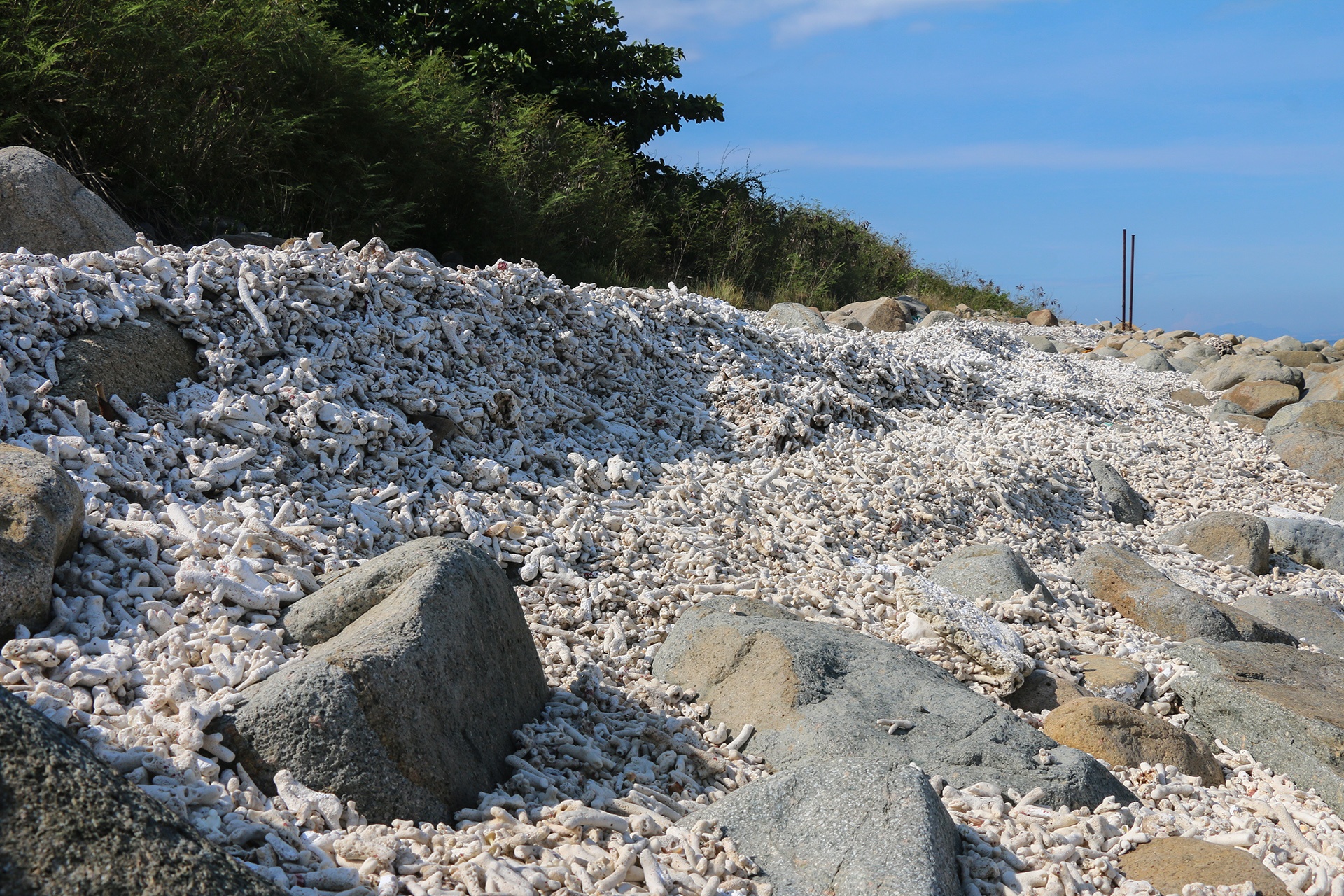 San ho khu bao ton bi tay trang anh 10