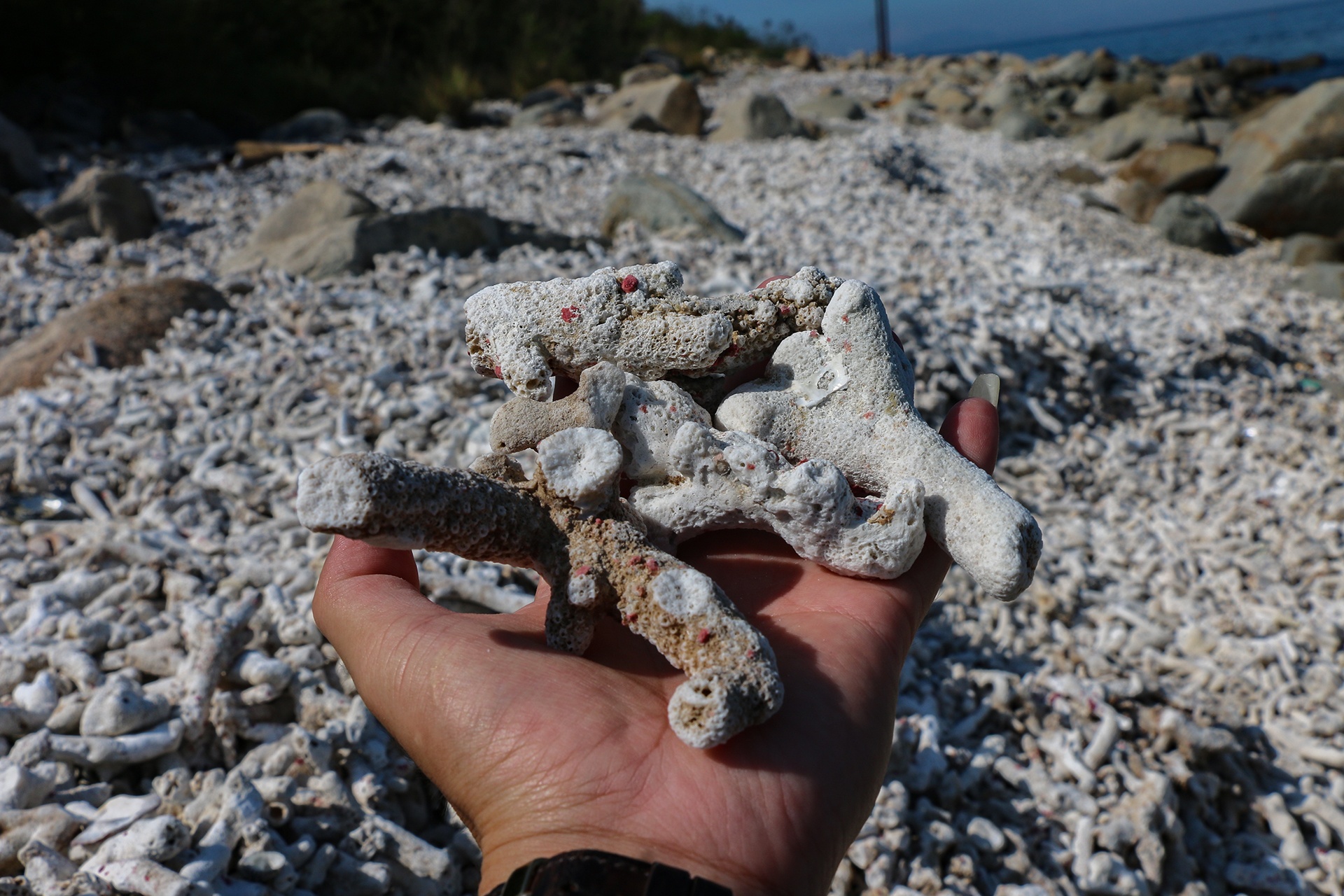 San ho khu bao ton bi tay trang anh 11