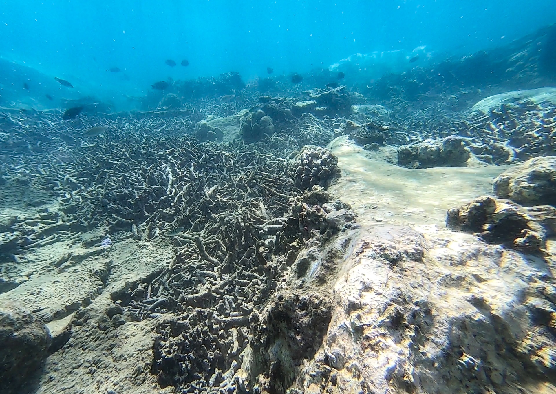 San ho khu bao ton bi tay trang anh 2