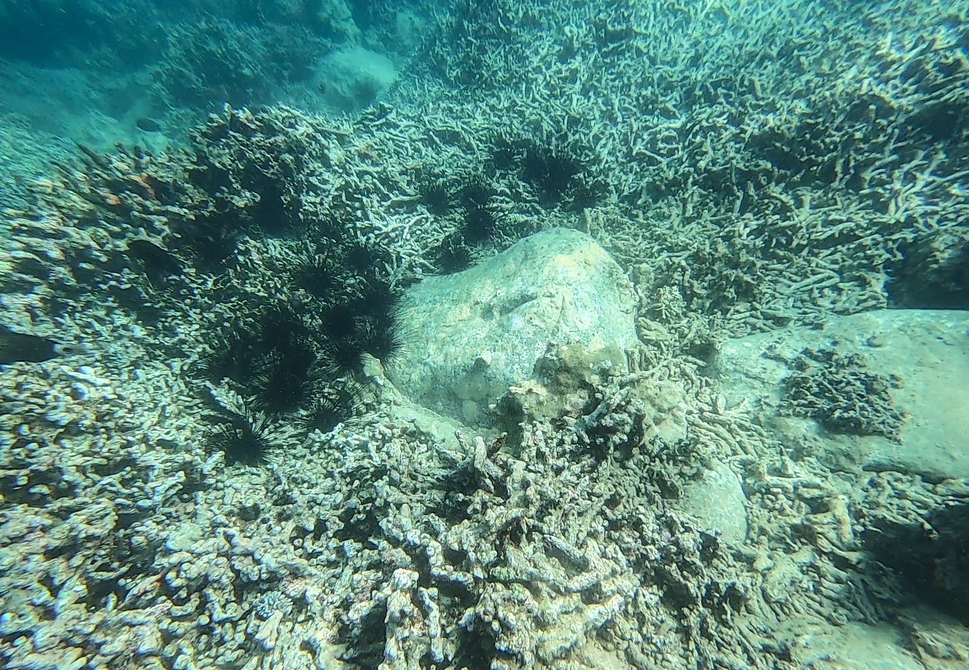 San ho khu bao ton bi tay trang anh 3