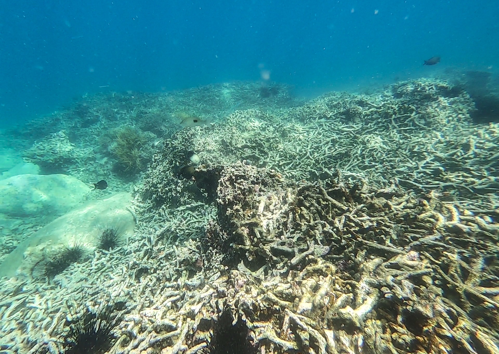 San ho khu bao ton bi tay trang anh 5