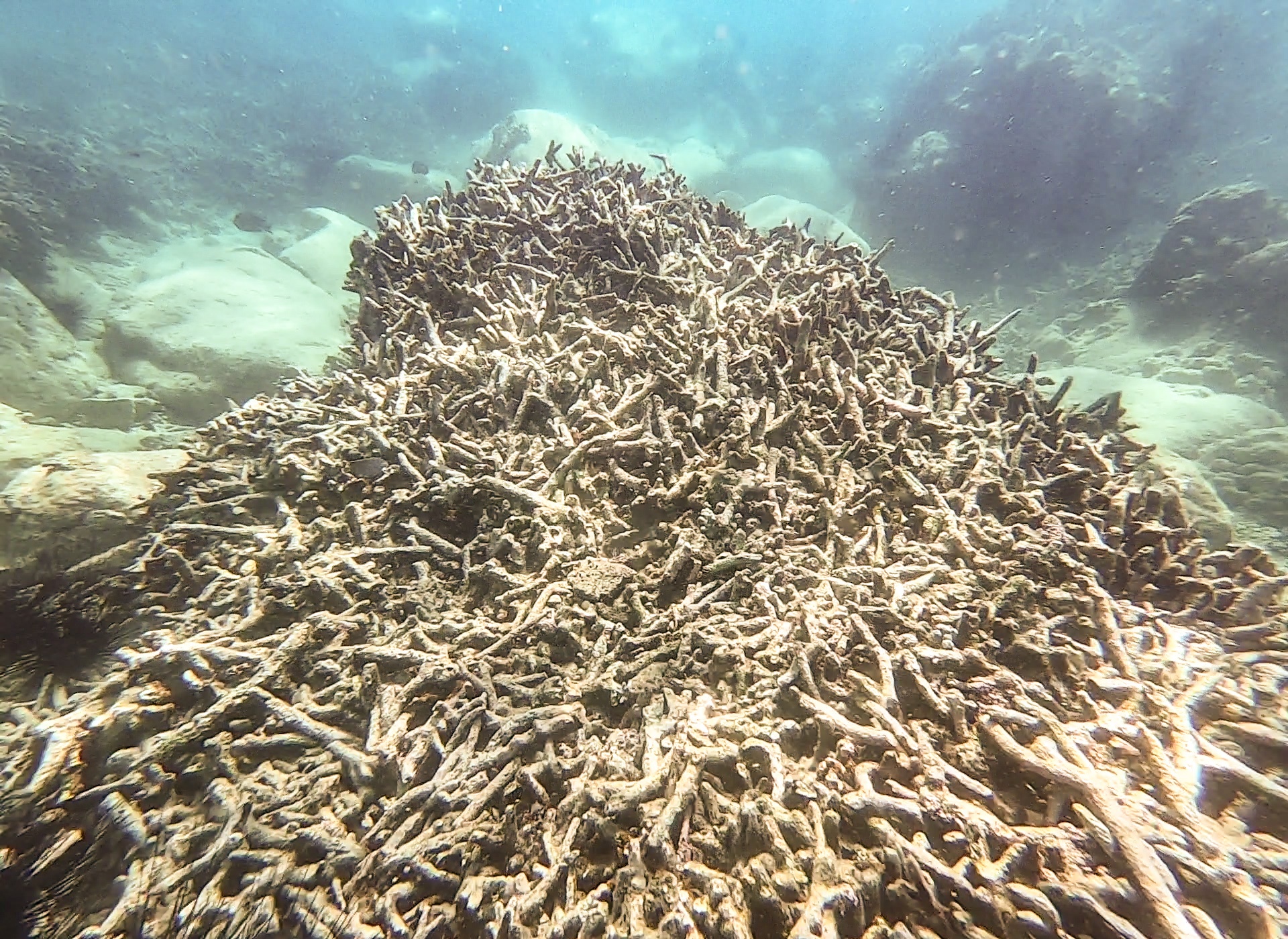 Khu bao ton vinh Nha Trang nhu vung bien chet hinh anh
