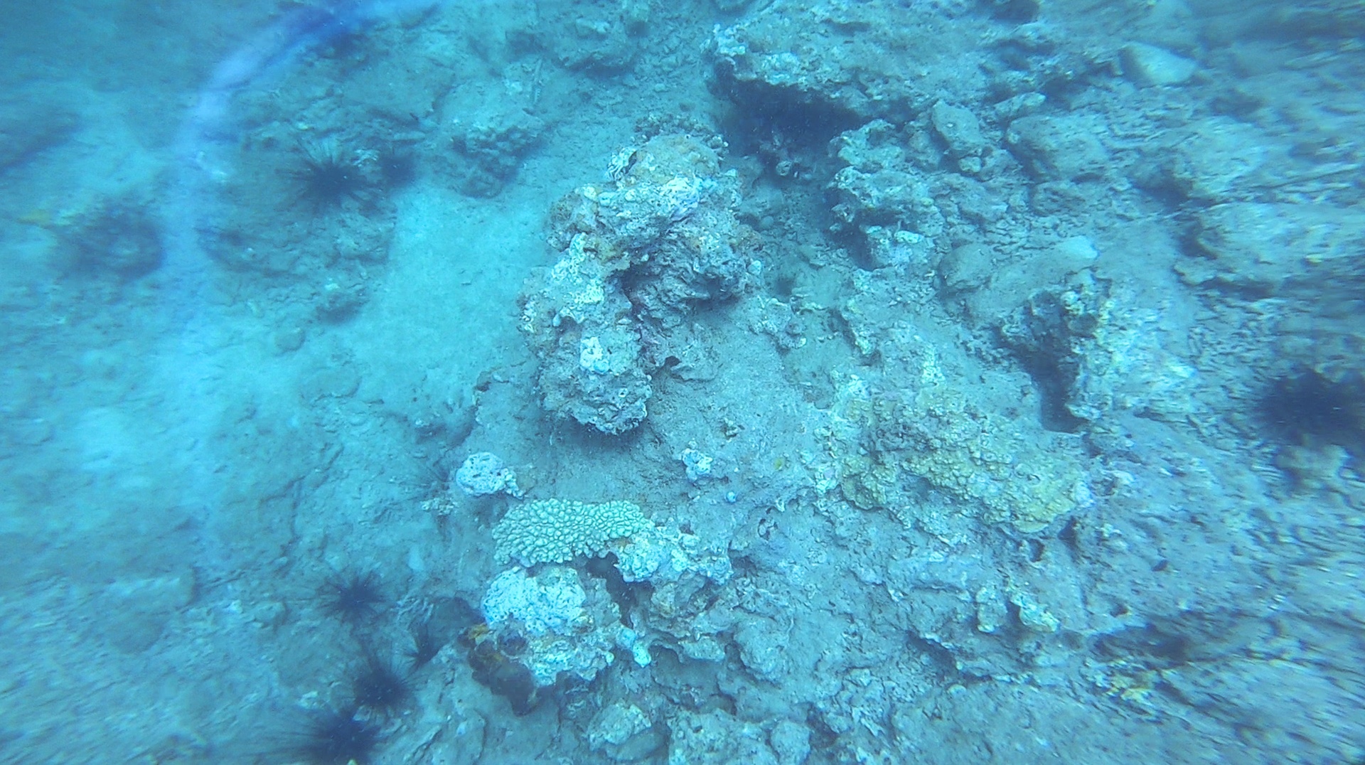 San ho khu bao ton bi tay trang anh 7