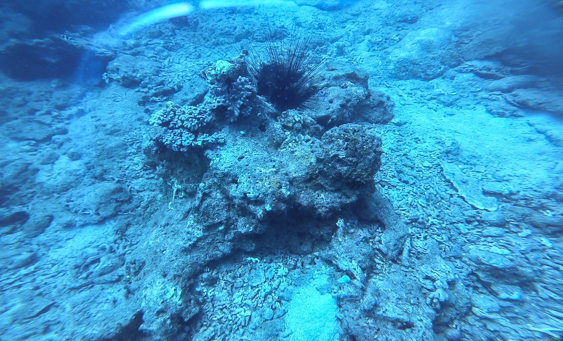 San ho khu bao ton bi tay trang anh 9