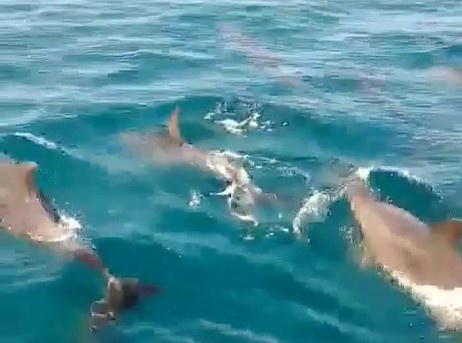 Canh dan ca heo boi loi tren vinh Van Phong hinh anh