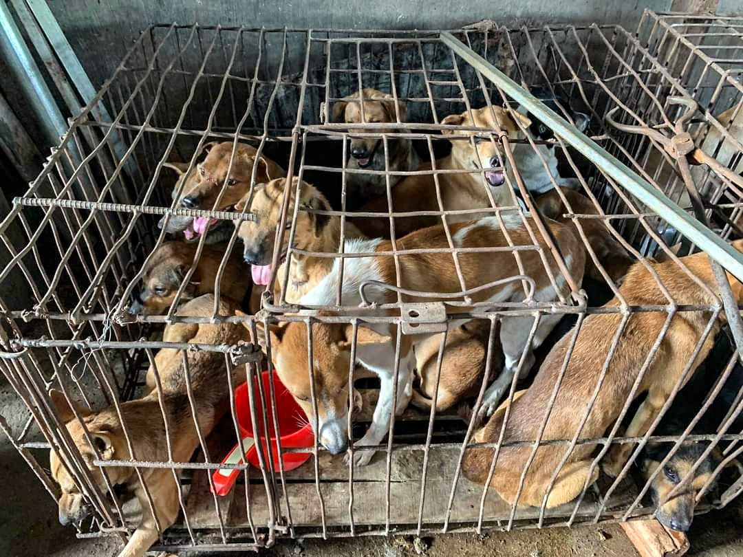 giai cuu dan cho o Nha Trang anh 1