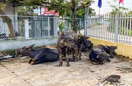 trộm trâu ở Bình Phước ảnh 1 trom trau o Binh Phuoc anh 1