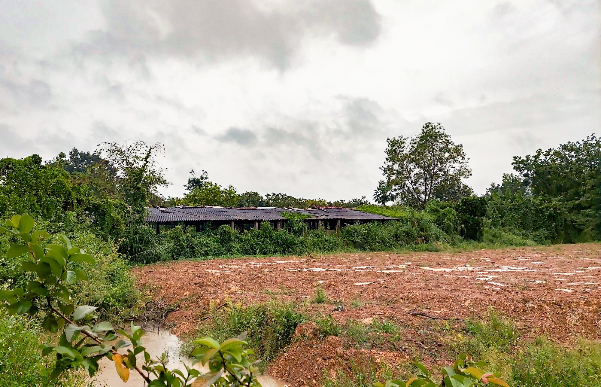 tử vong ở trại heo ảnh 1 tu vong o trai heo anh 1