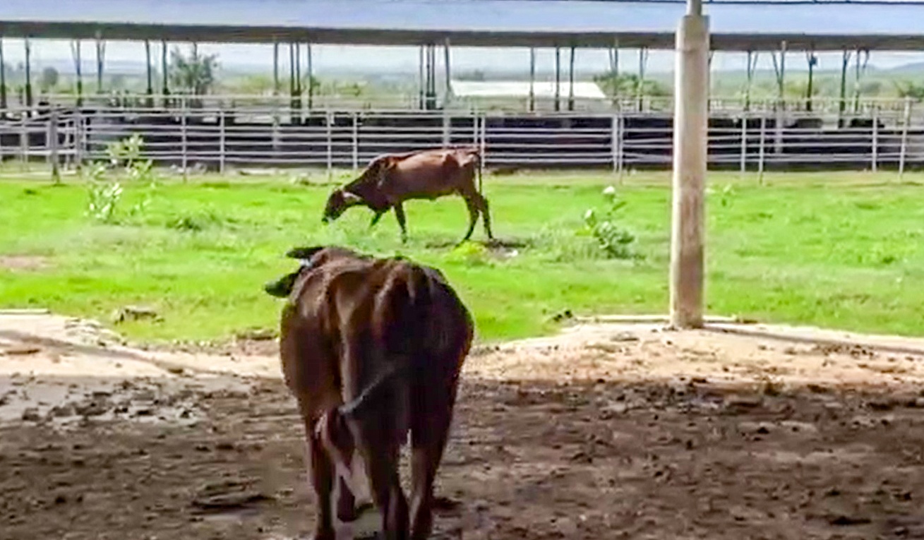 Binh Thuan thu hoi du an nuoi bo gan 3.000 ty dong hinh anh