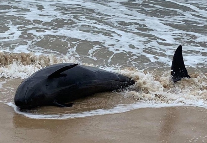 Giai cuu ca heo mac can o bien Co To hinh anh