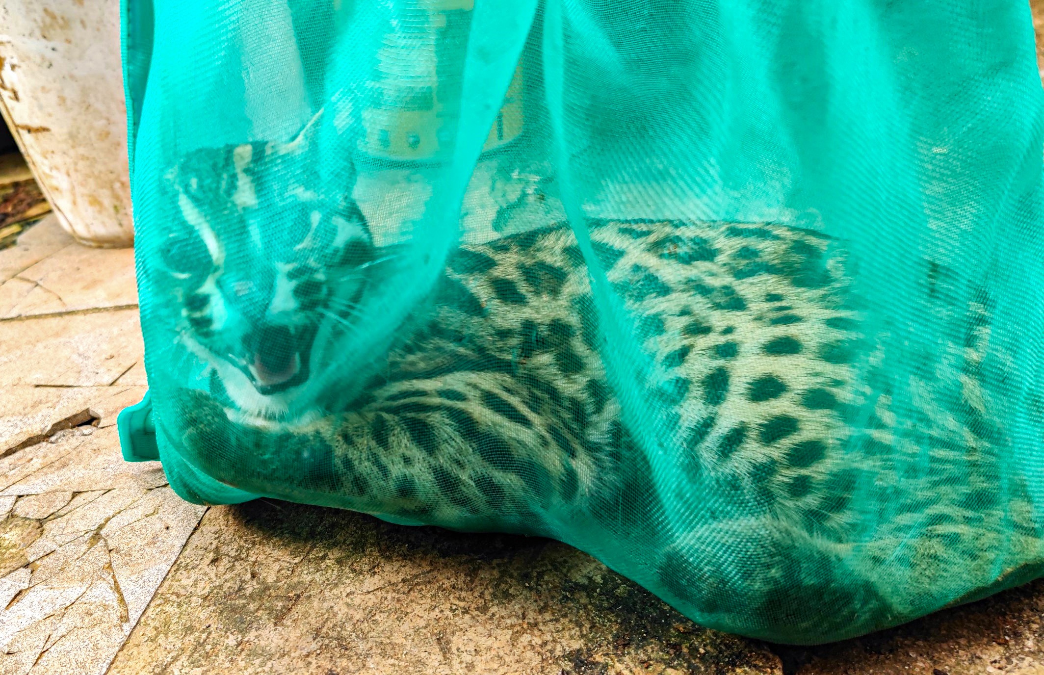 Nguoi phu nu bi khoi to vi nuoi nhot meo rung, tran gam hinh anh