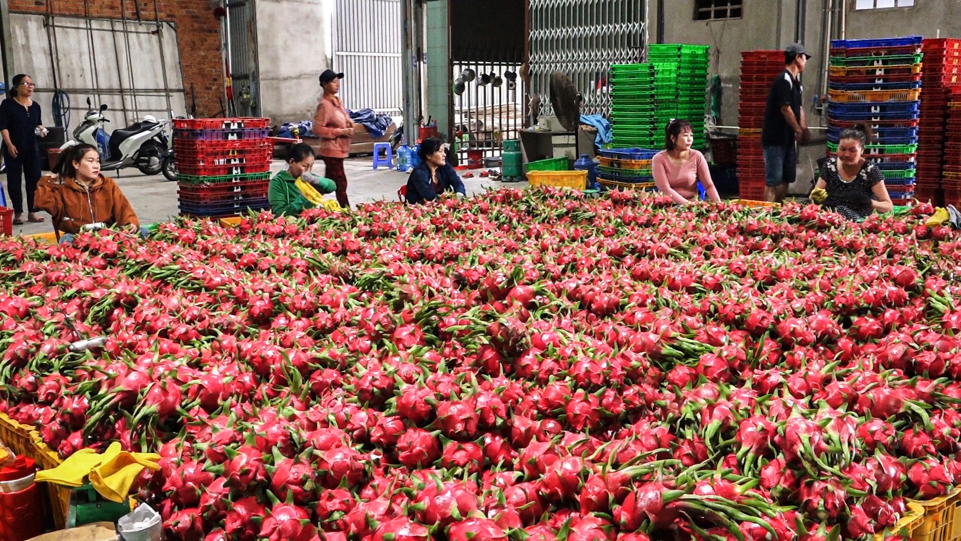 xuat khau thanh long anh 1