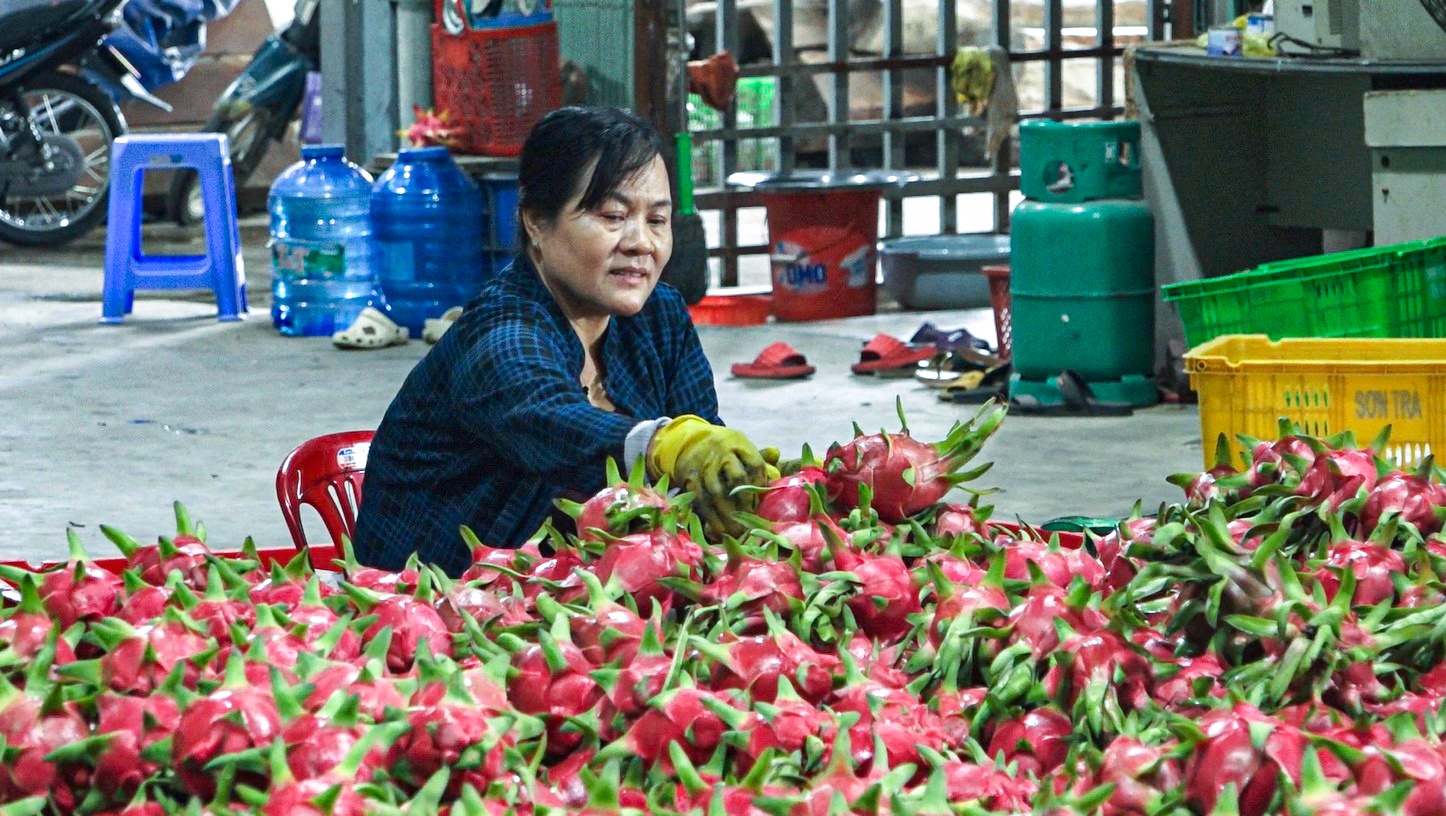 Gia thanh long tang vot, chu vuon khong du hang de ban hinh anh