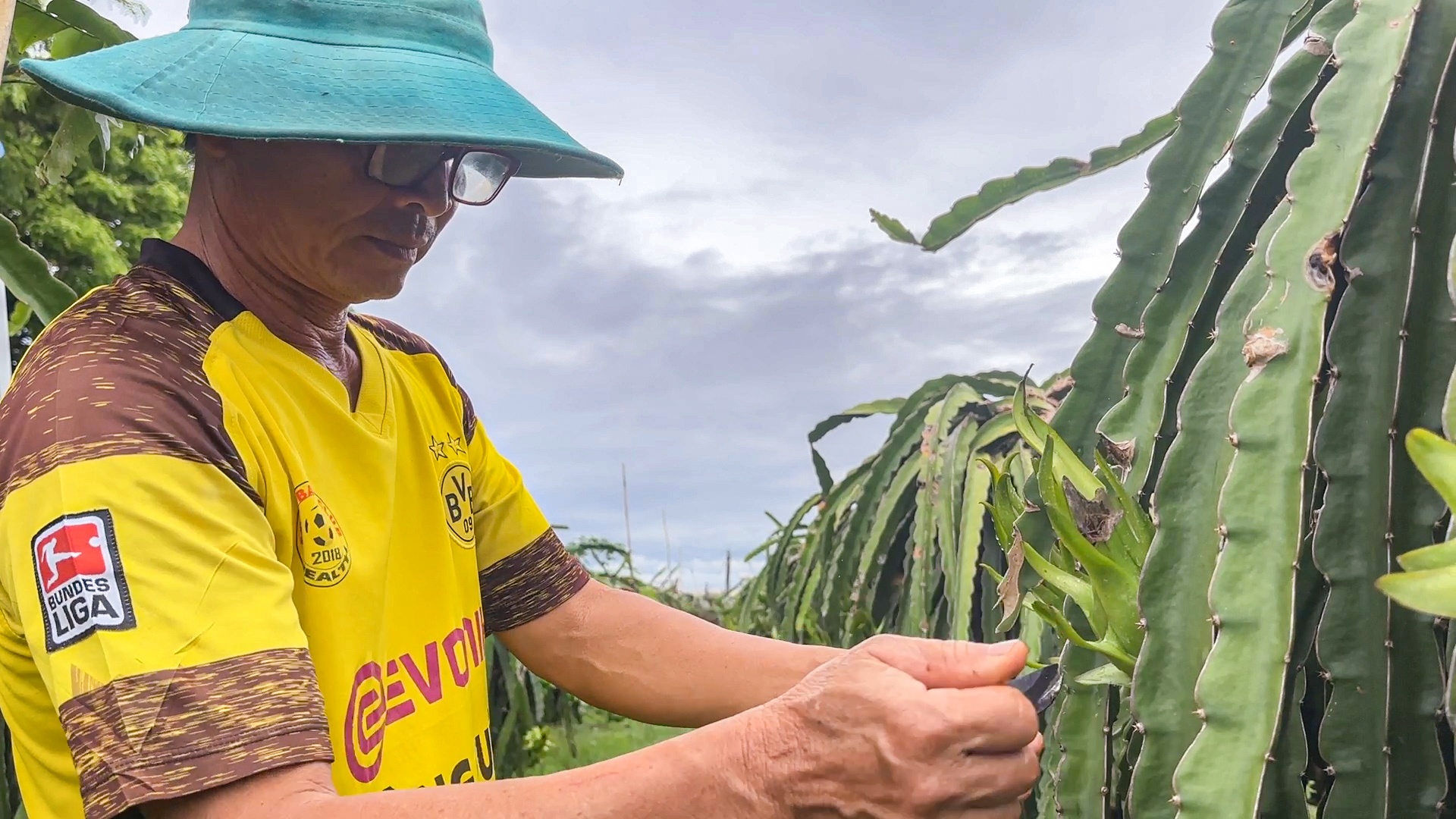 xuat khau thanh long anh 2