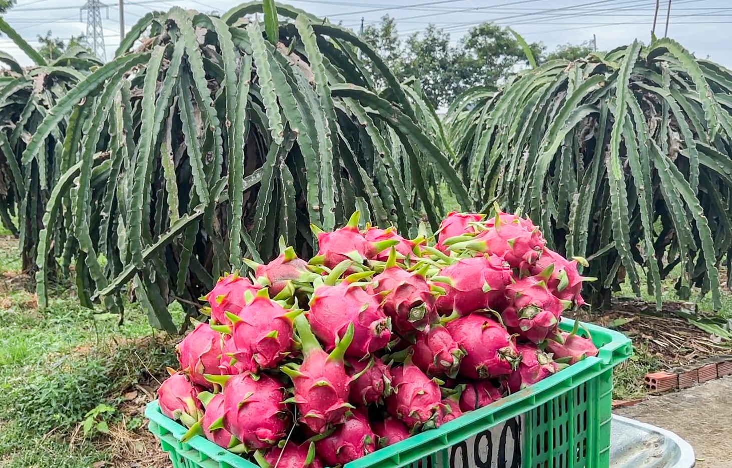 Gia thanh long tang vot dip can Tet hinh anh