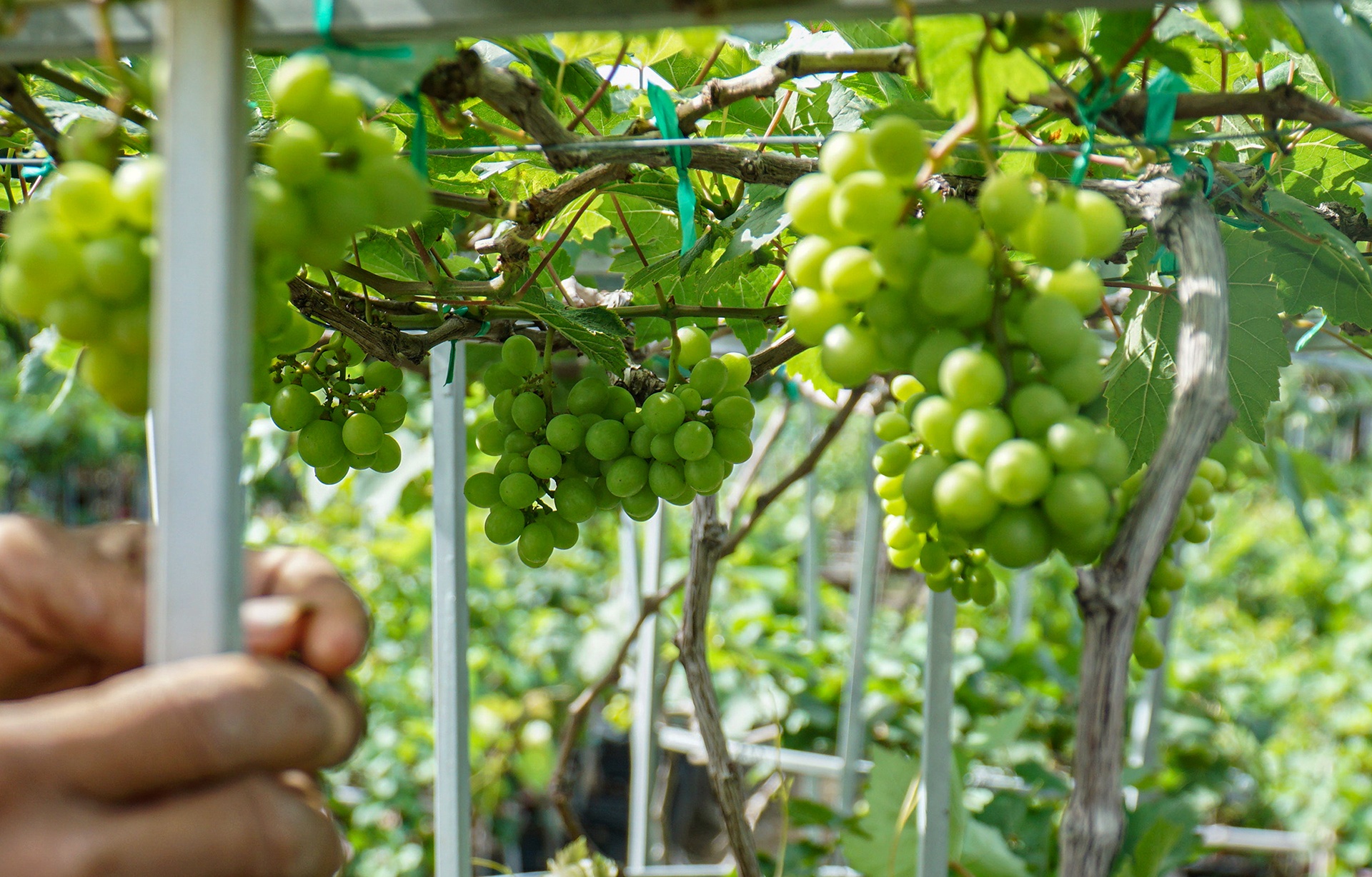 gia nho Ninh Thuan anh 7