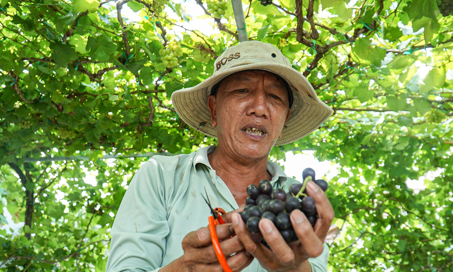 gia nho Ninh Thuan anh 5