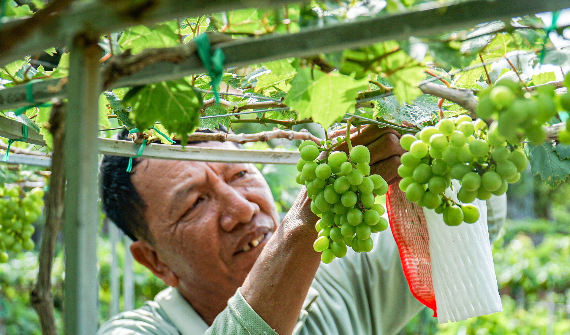 gia nho Ninh Thuan anh 10