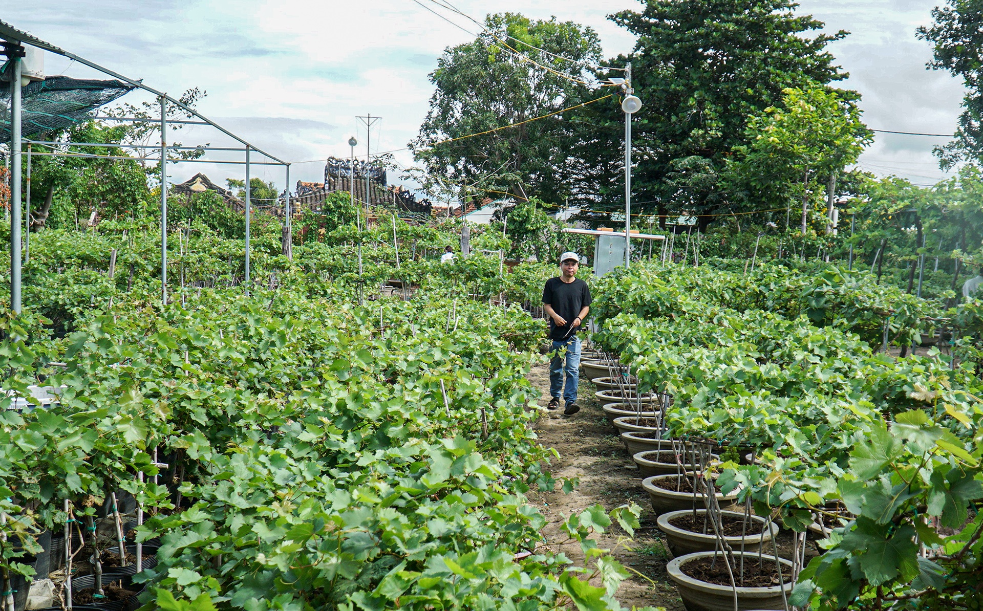 gia nho Ninh Thuan anh 1