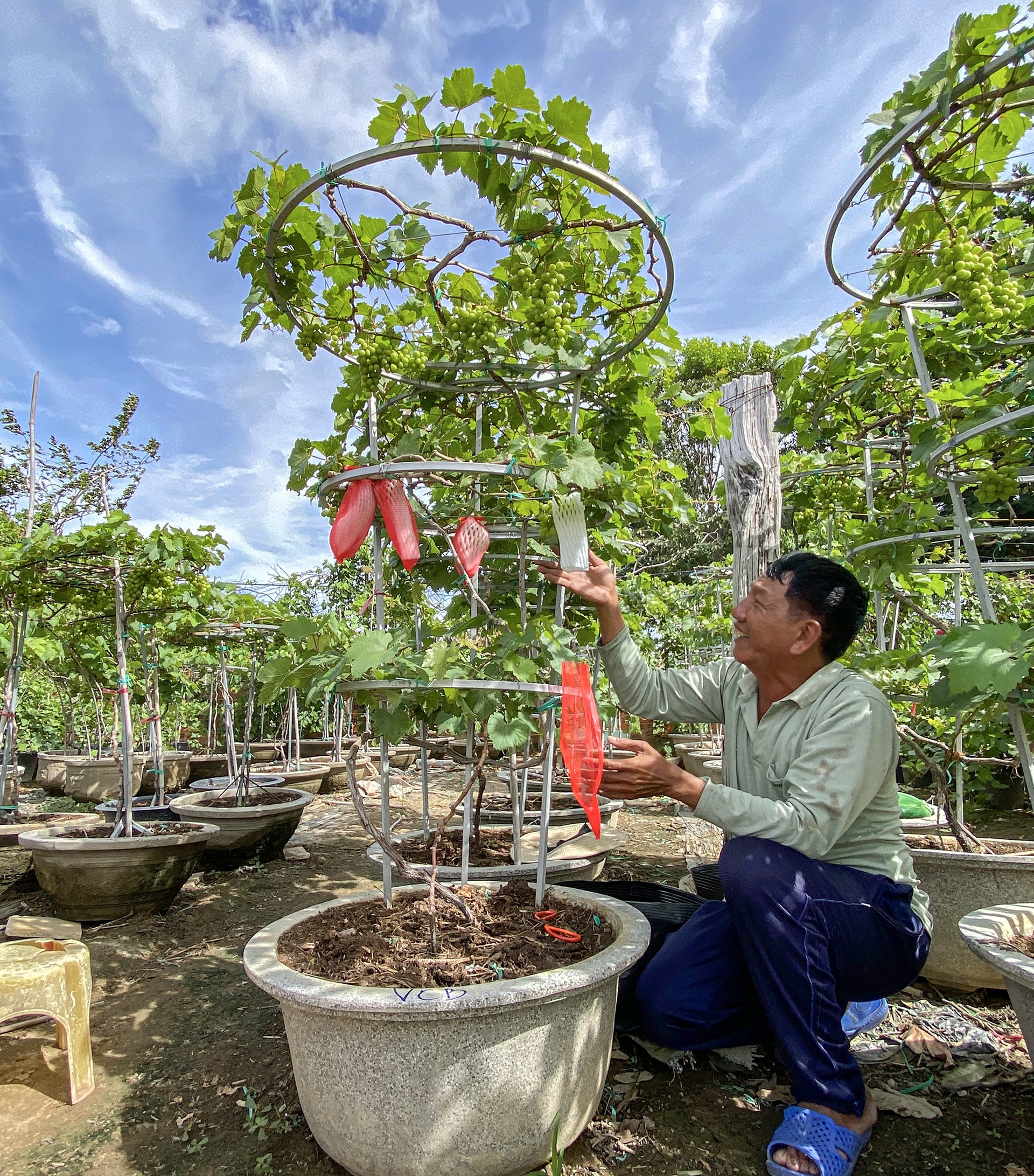 gia nho Ninh Thuan anh 2