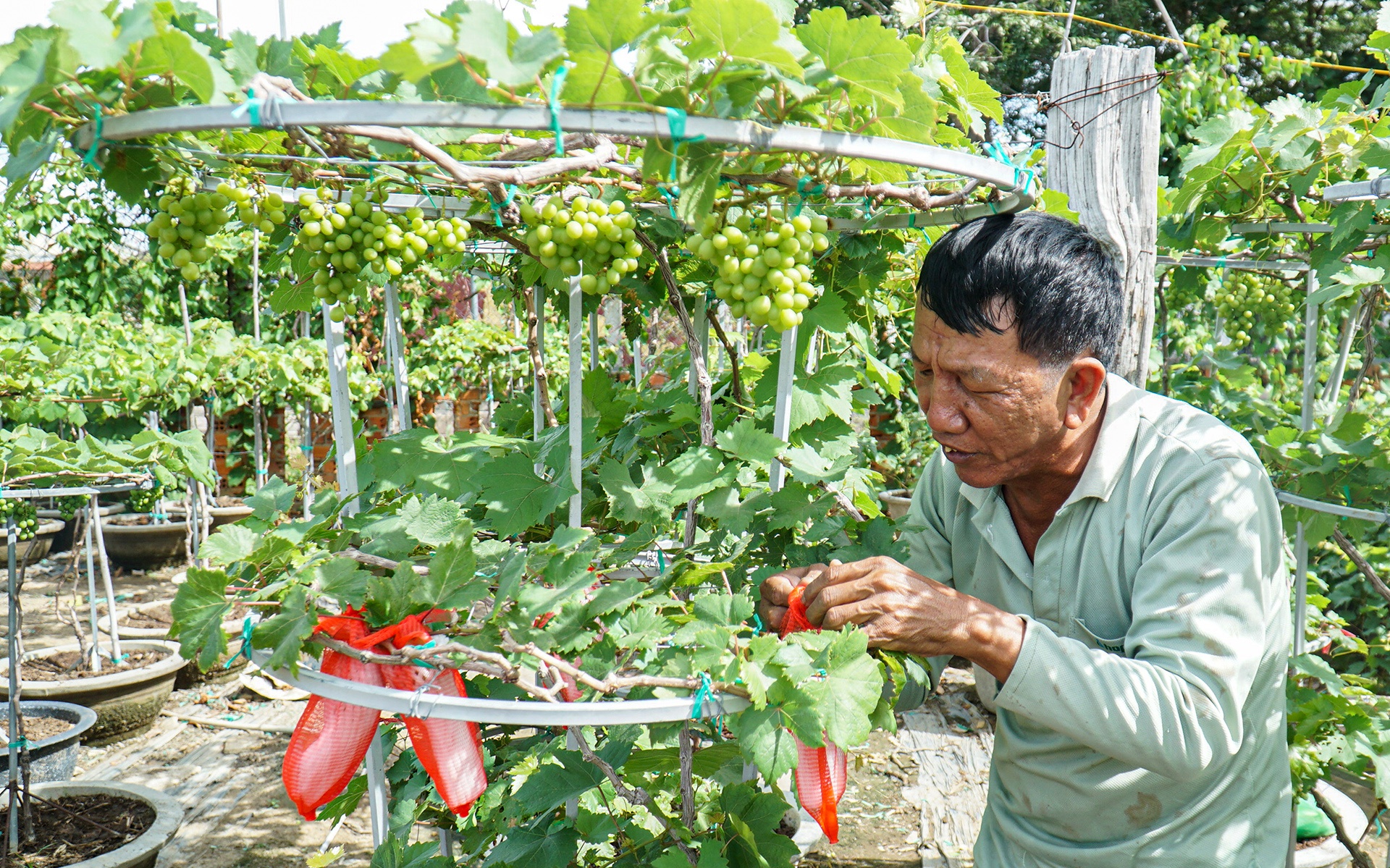gia nho Ninh Thuan anh 3