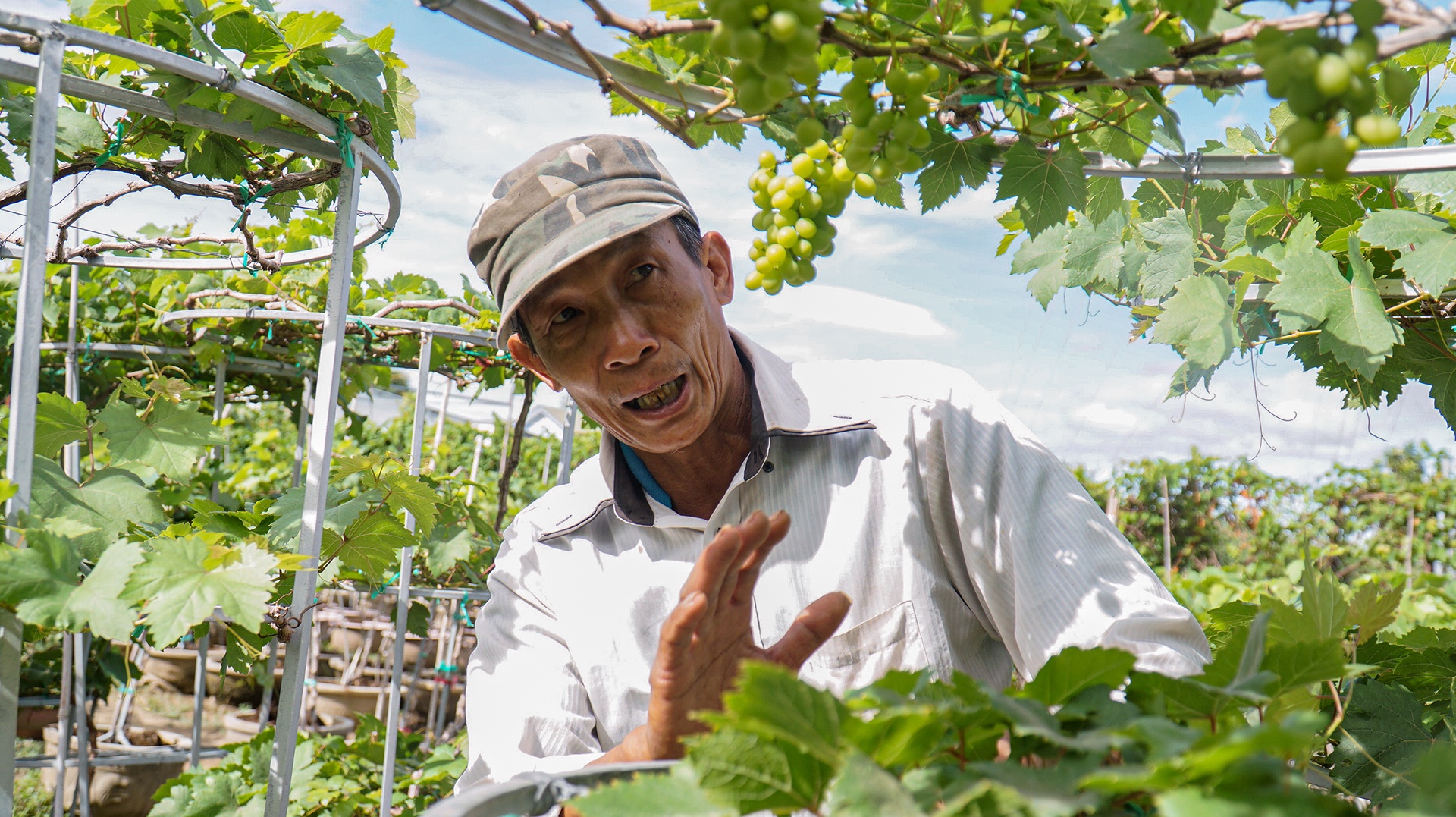 gia nho Ninh Thuan anh 6