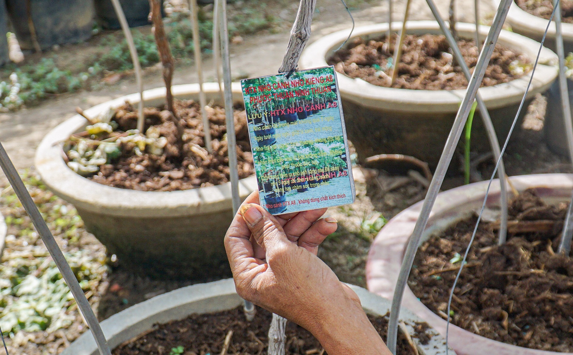 gia nho Ninh Thuan anh 9