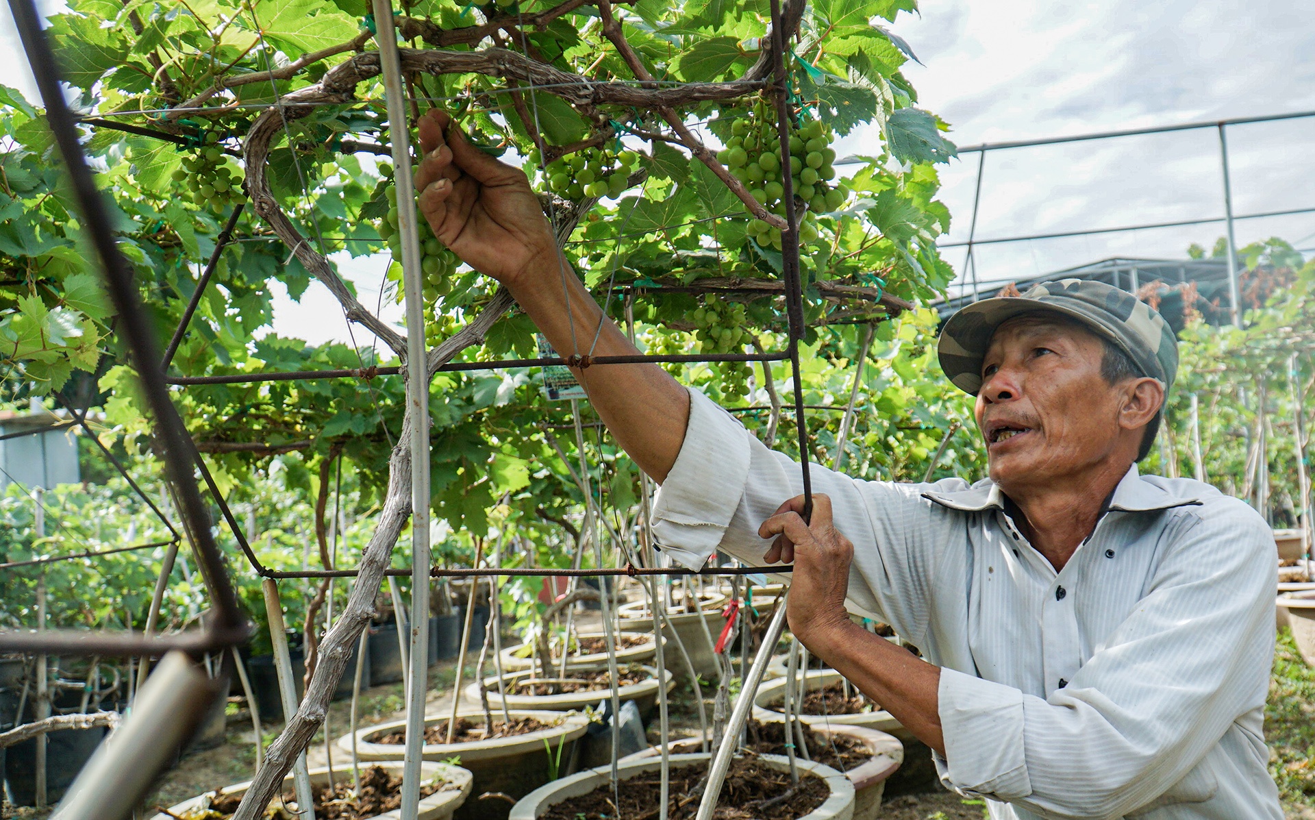 gia nho Ninh Thuan anh 8