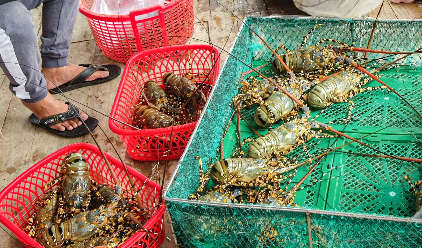 gia tom hum xanh anh 2