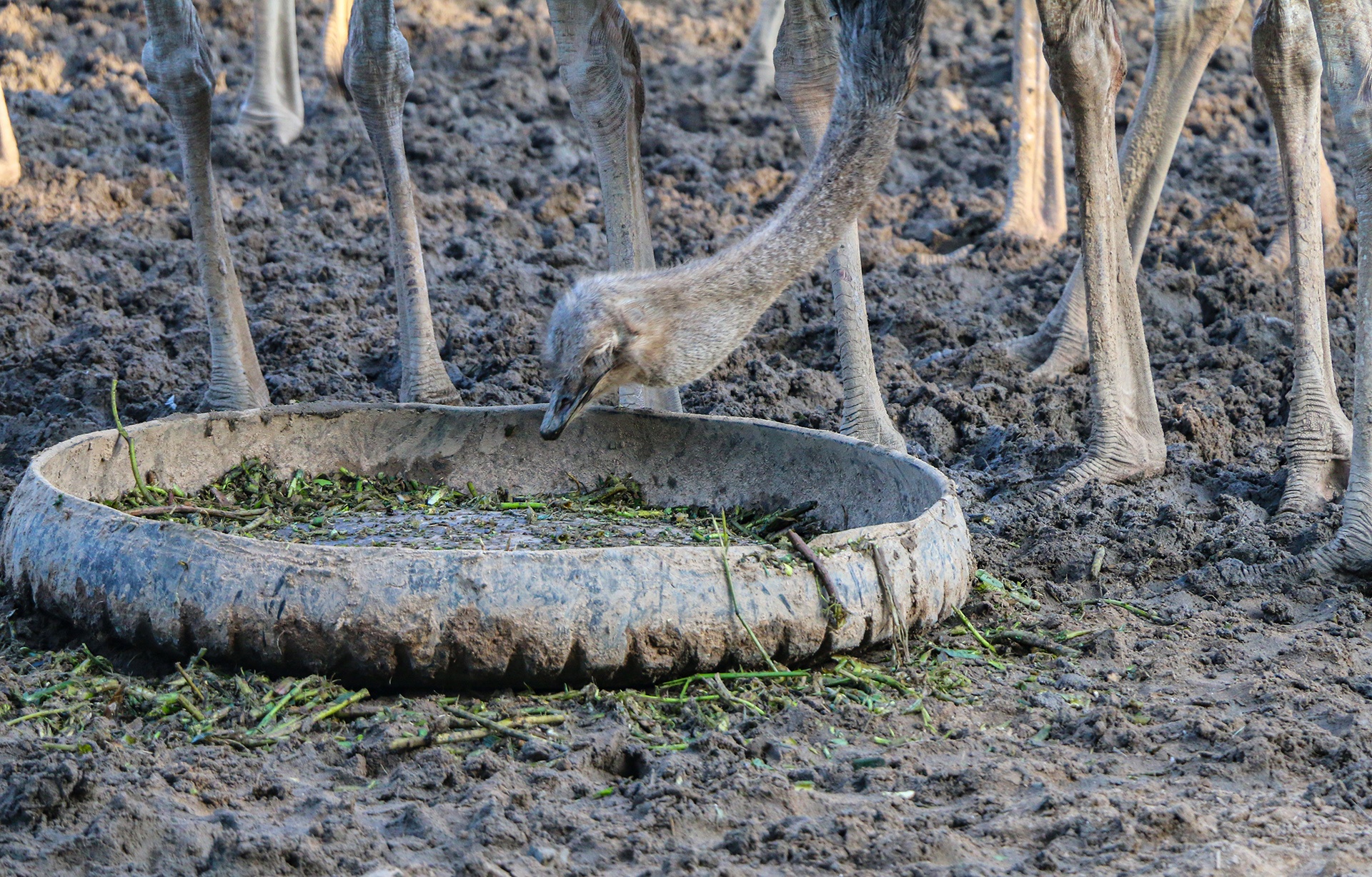 nuoi da dieu thit anh 8