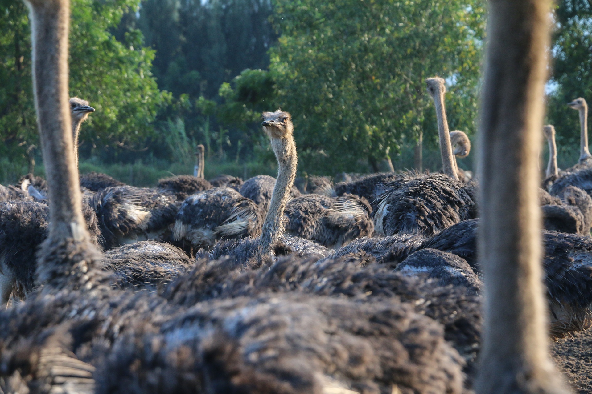 Ben trong trai nuoi da dieu lon nhat Viet Nam hinh anh