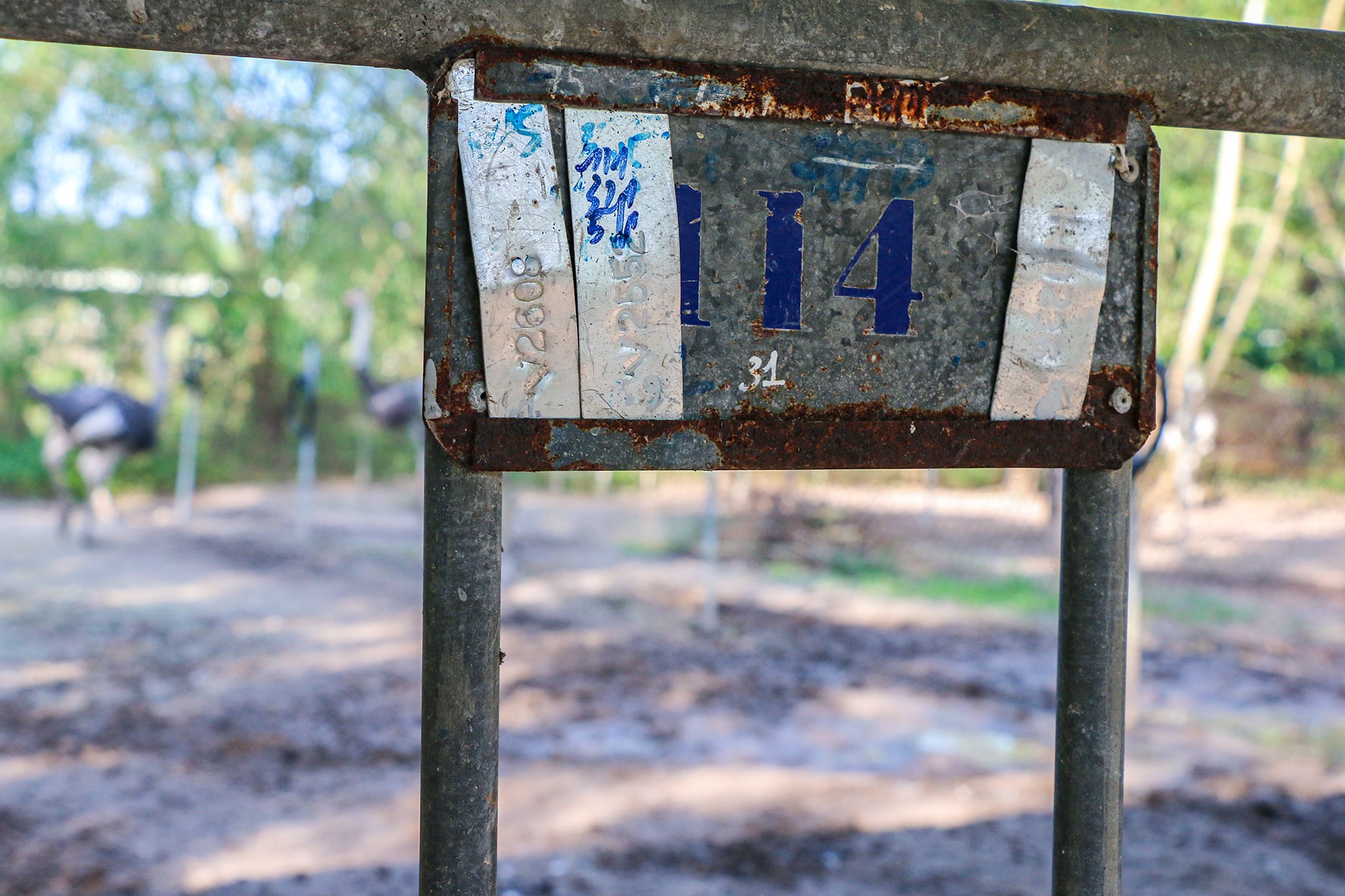 nuoi da dieu thit anh 10