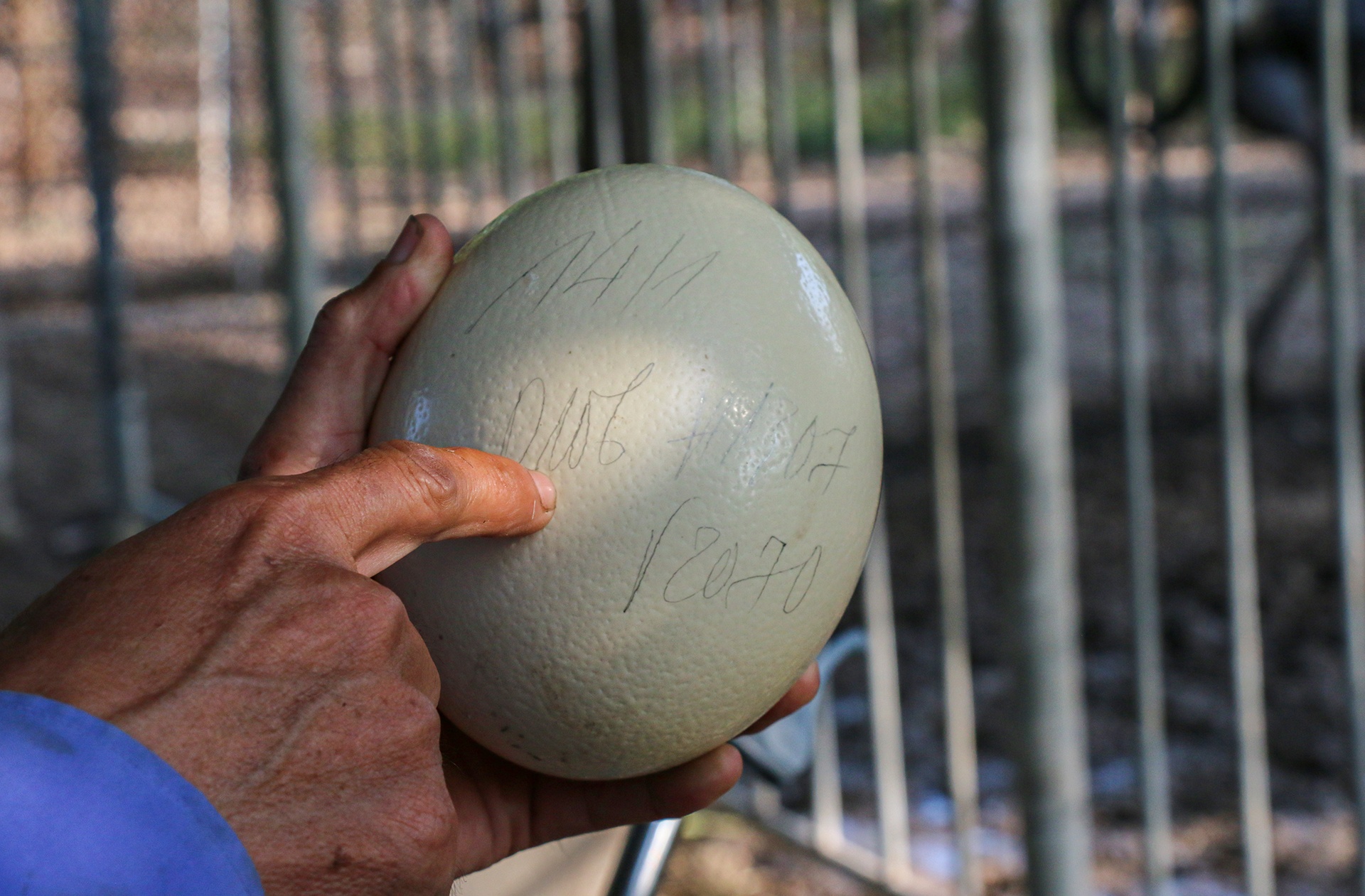 nuoi da dieu thit anh 12