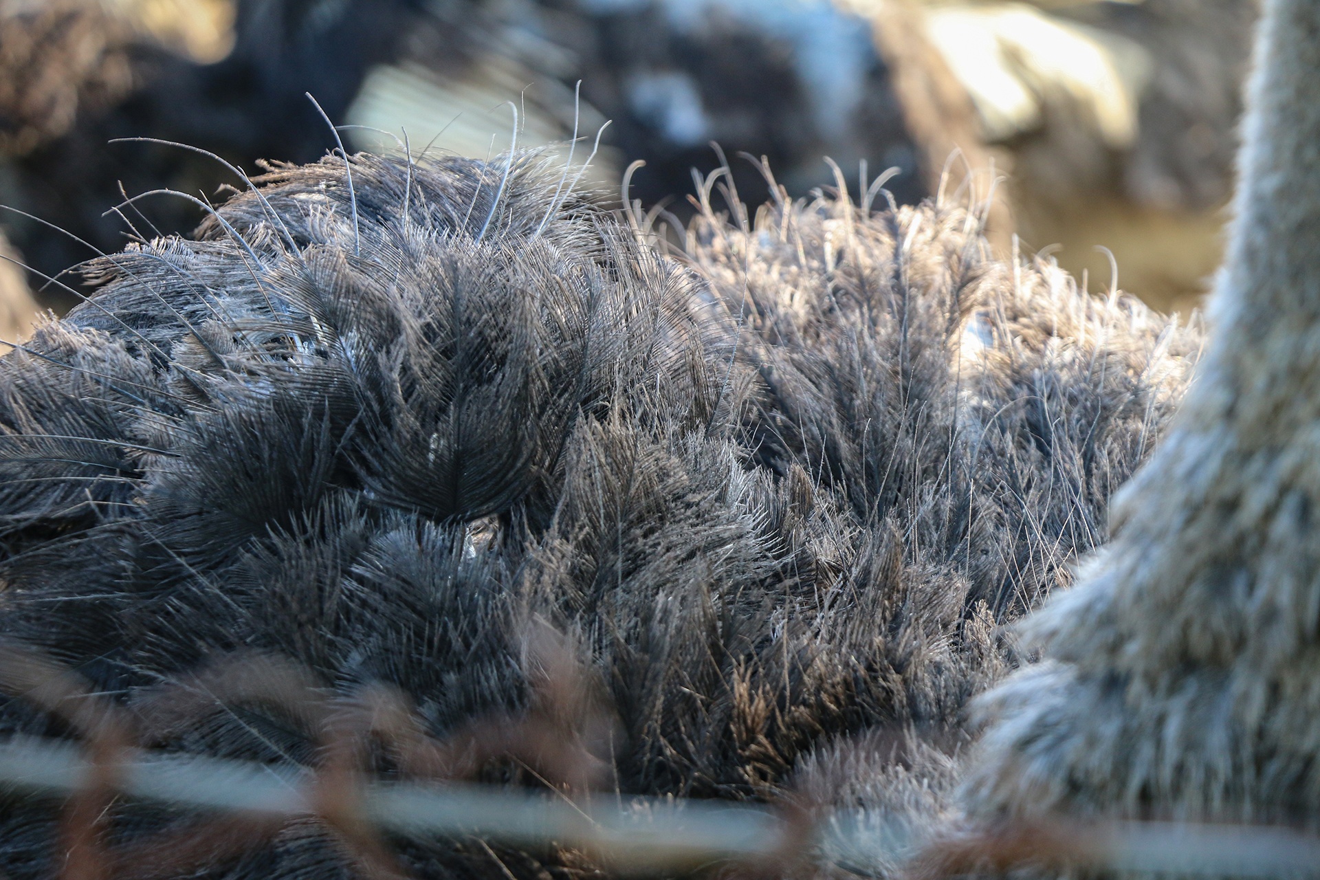 nuoi da dieu thit anh 5