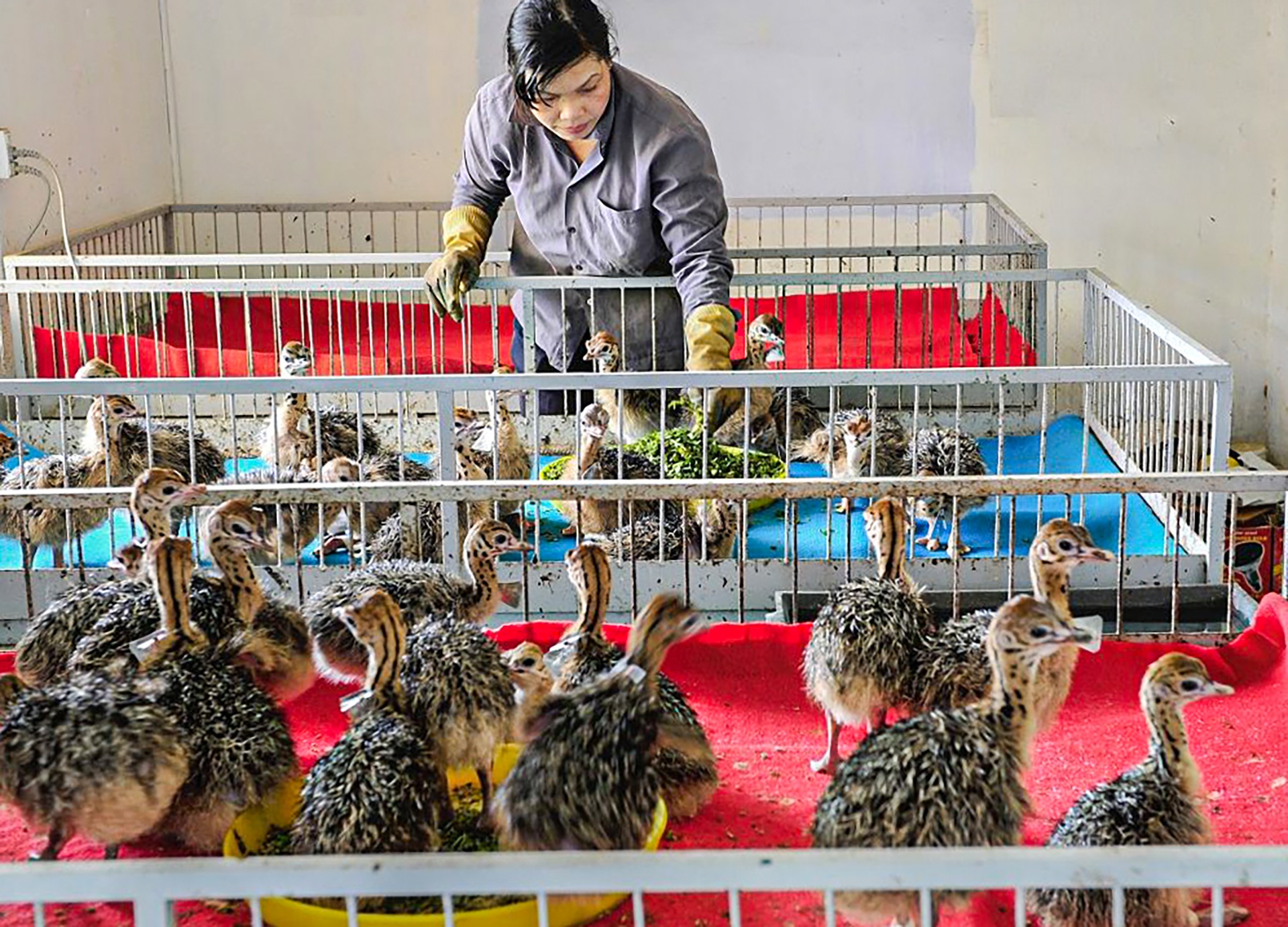 nuoi da dieu thit anh 15