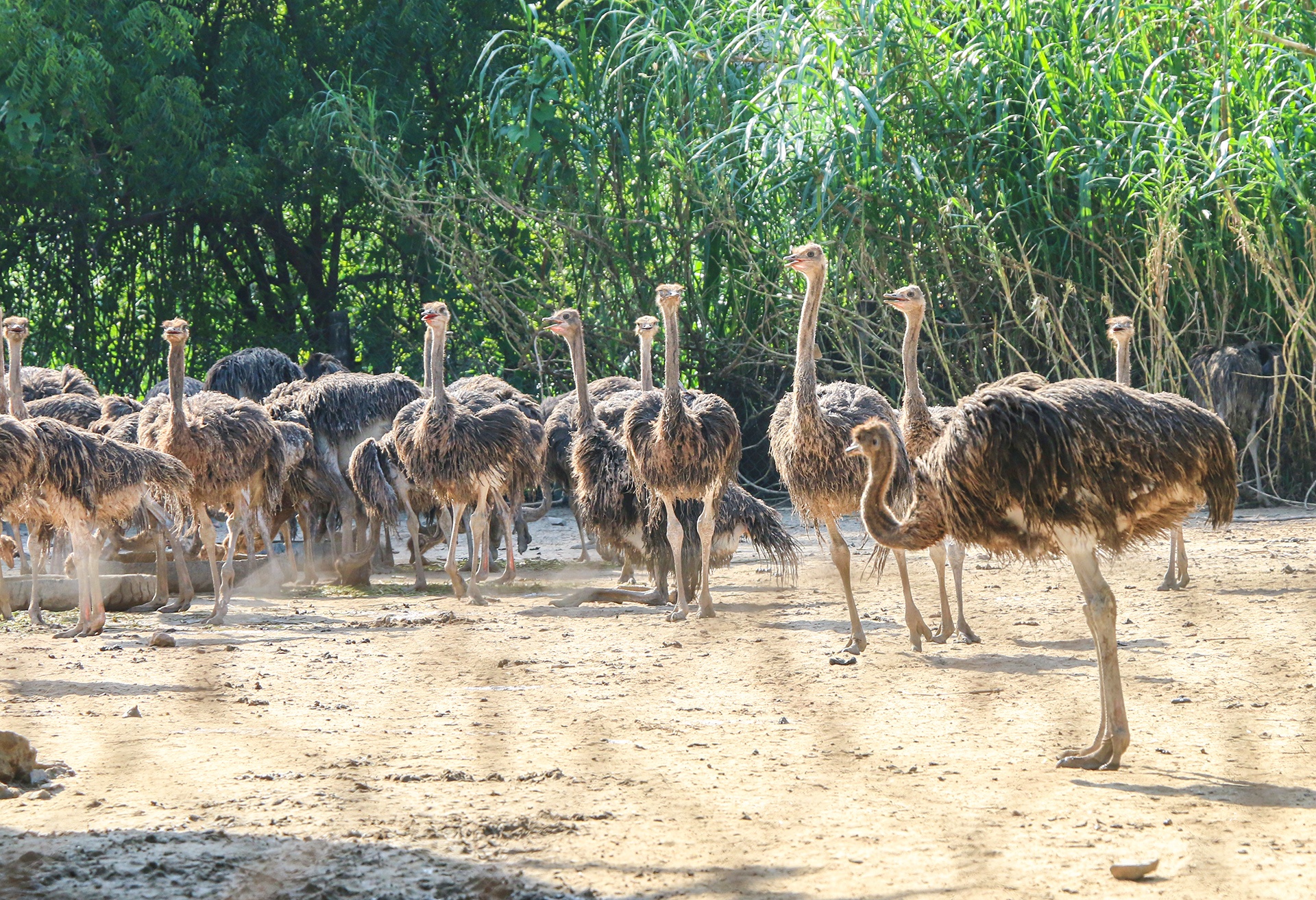 nuoi da dieu thit anh 1