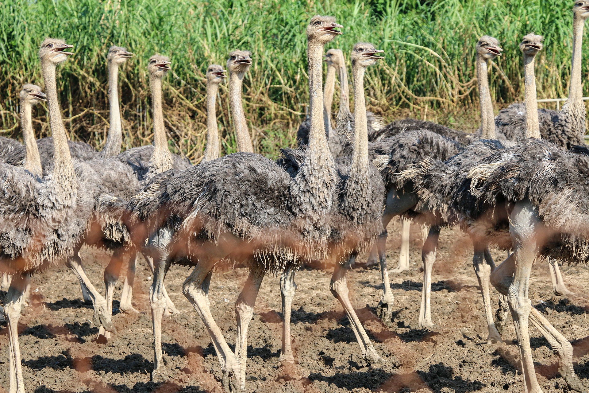 nuoi da dieu thit anh 2