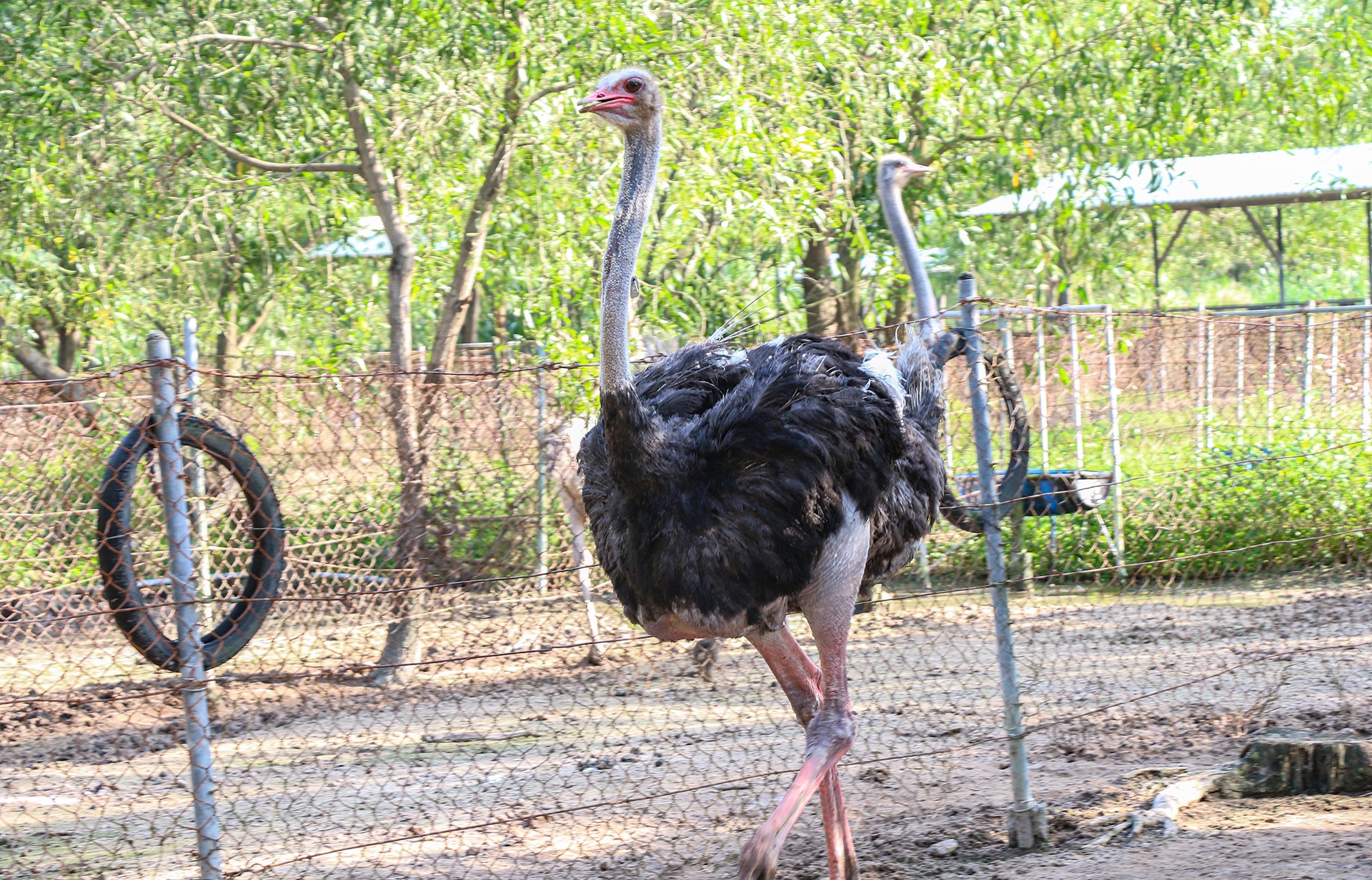 nuoi da dieu thit anh 11