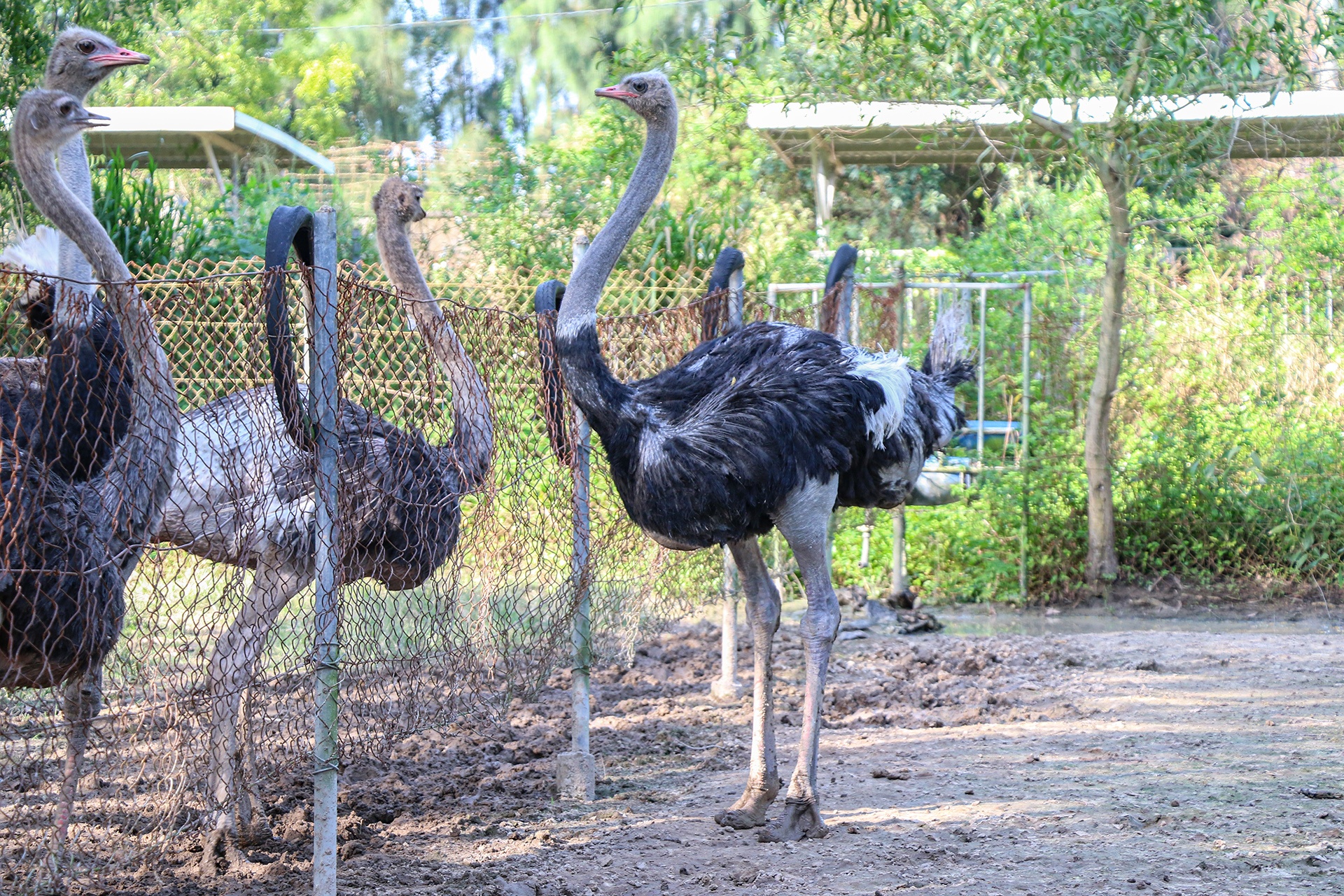 nuoi da dieu thit anh 3