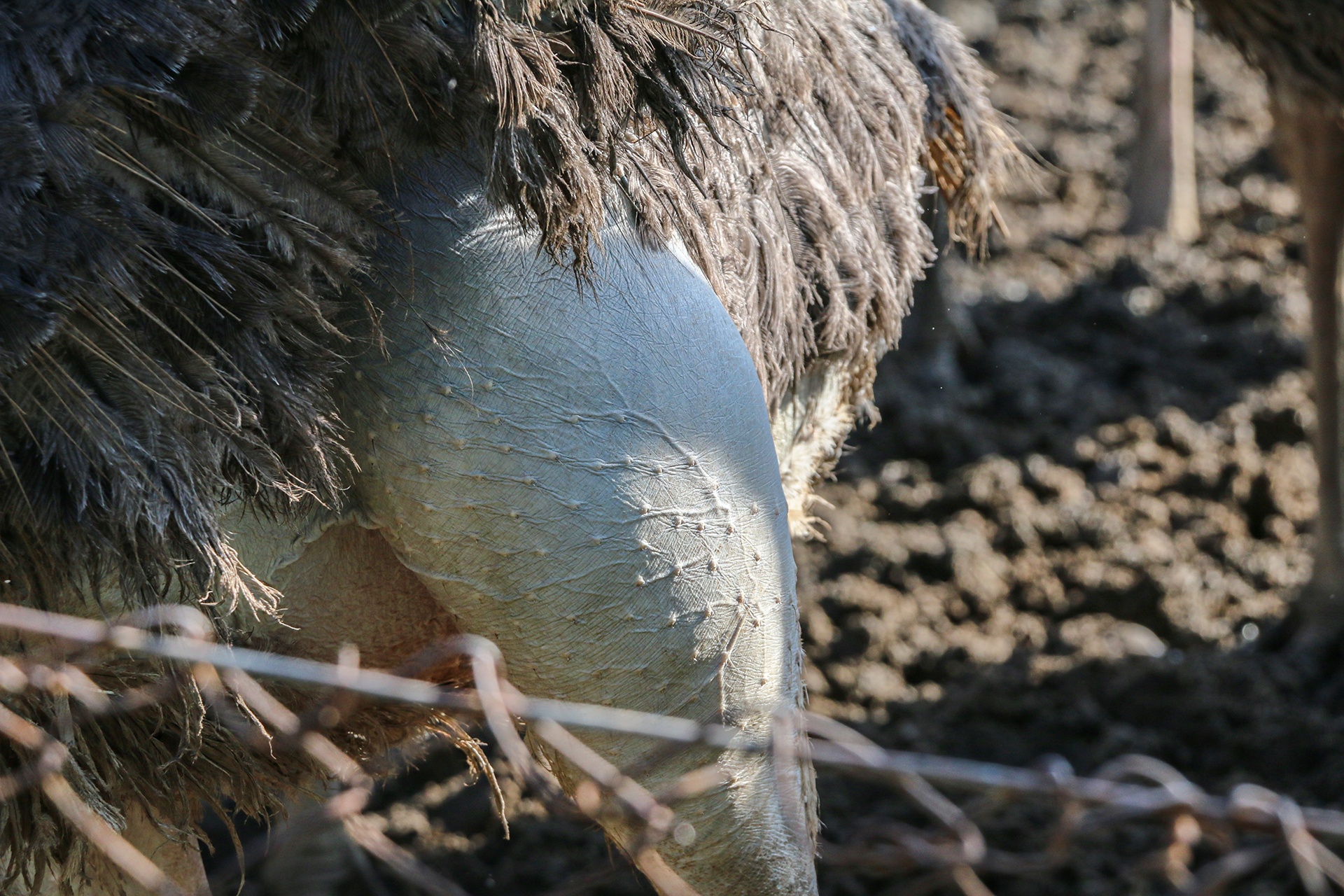 nuoi da dieu thit anh 4