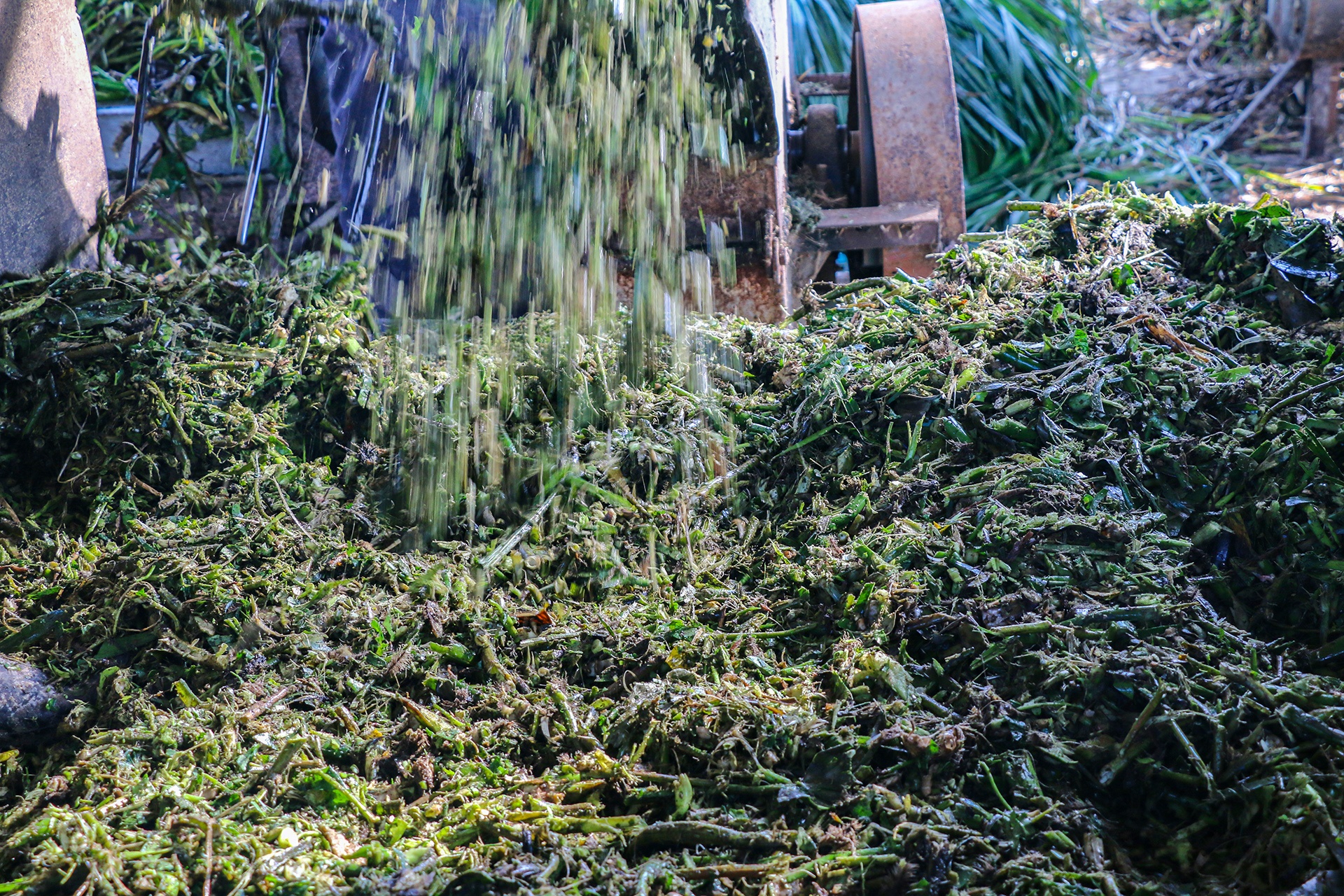 nuoi da dieu thit anh 7