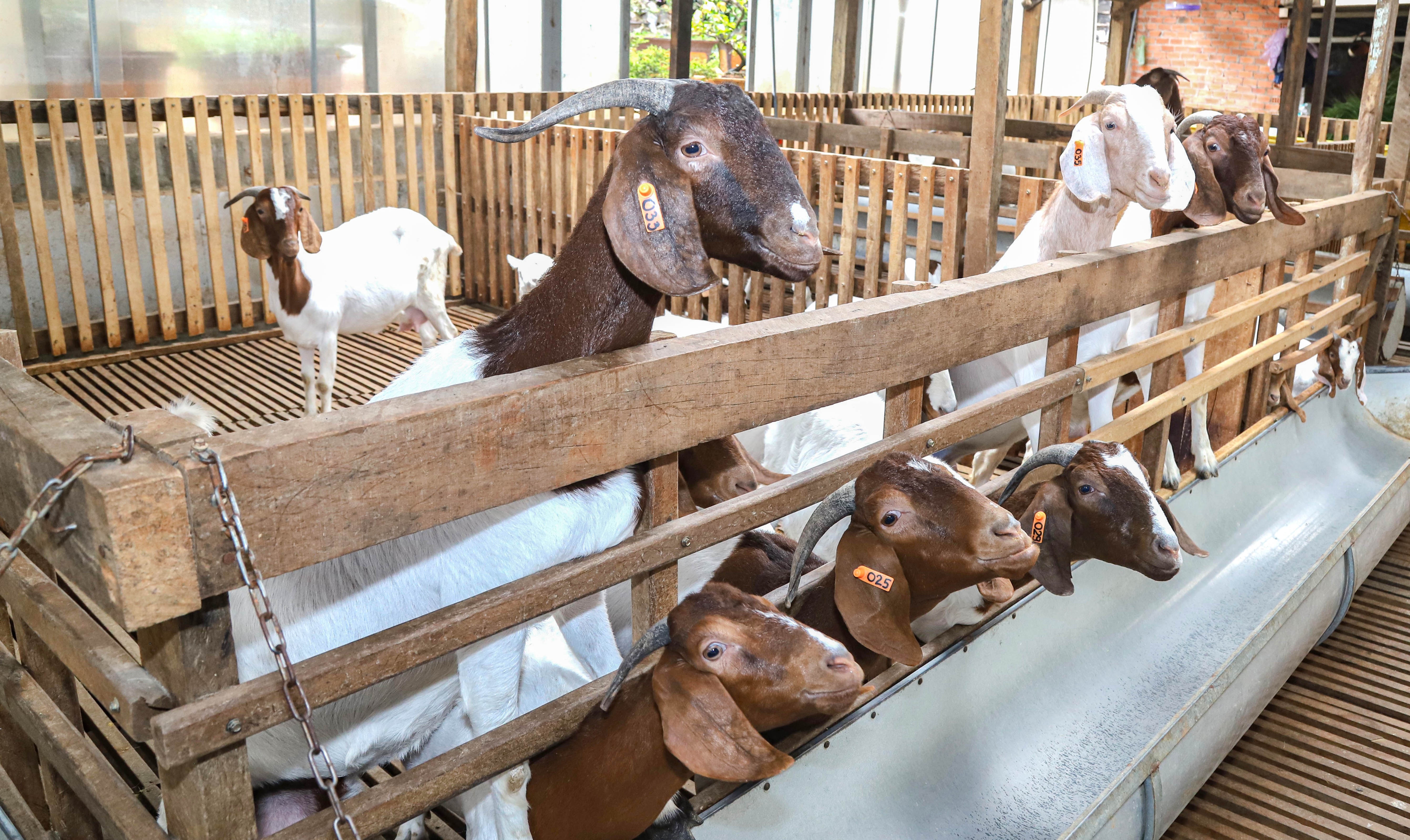 nuoi de Nam Phi anh 2