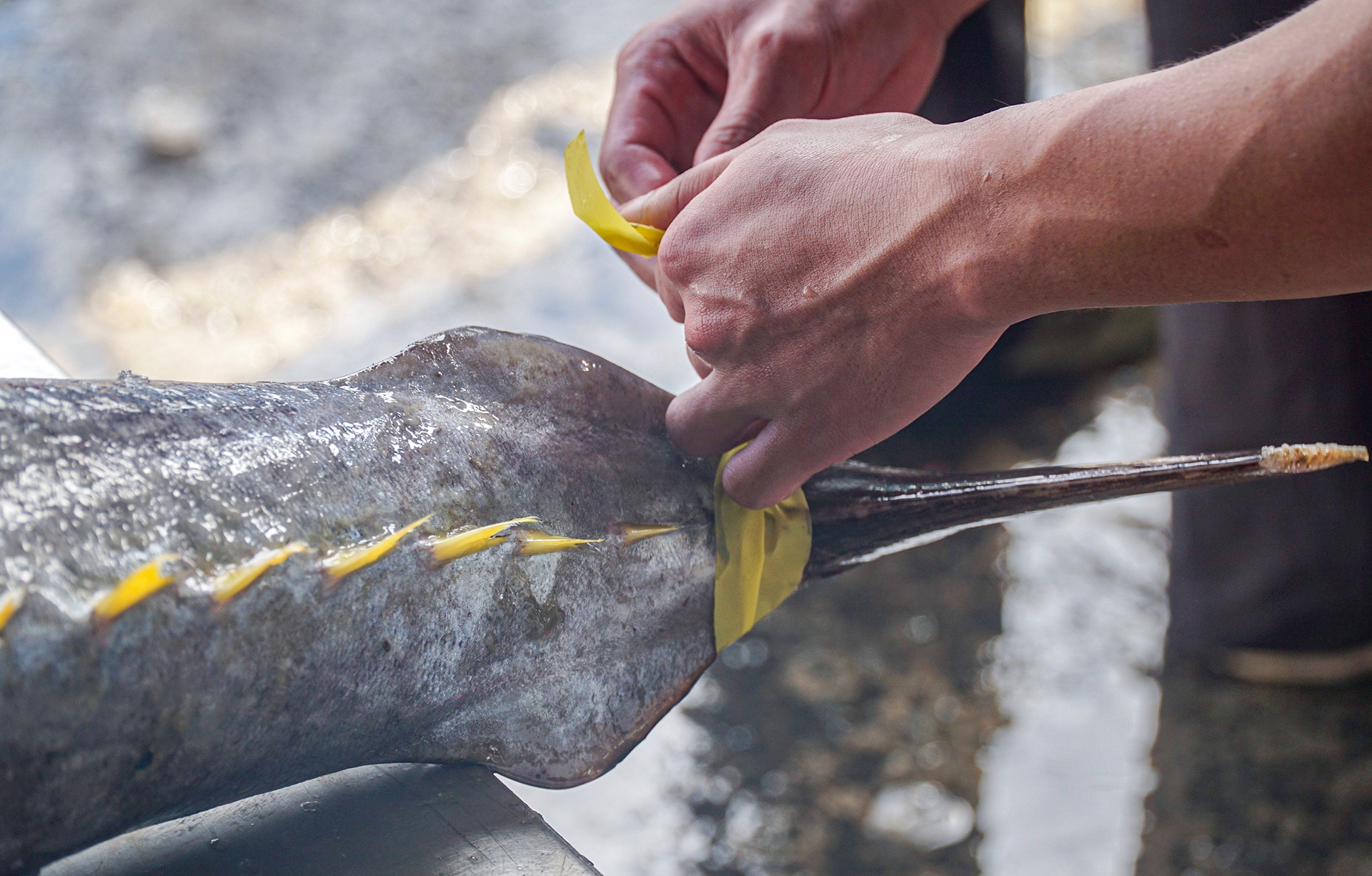 danh bat ca ngu anh 7