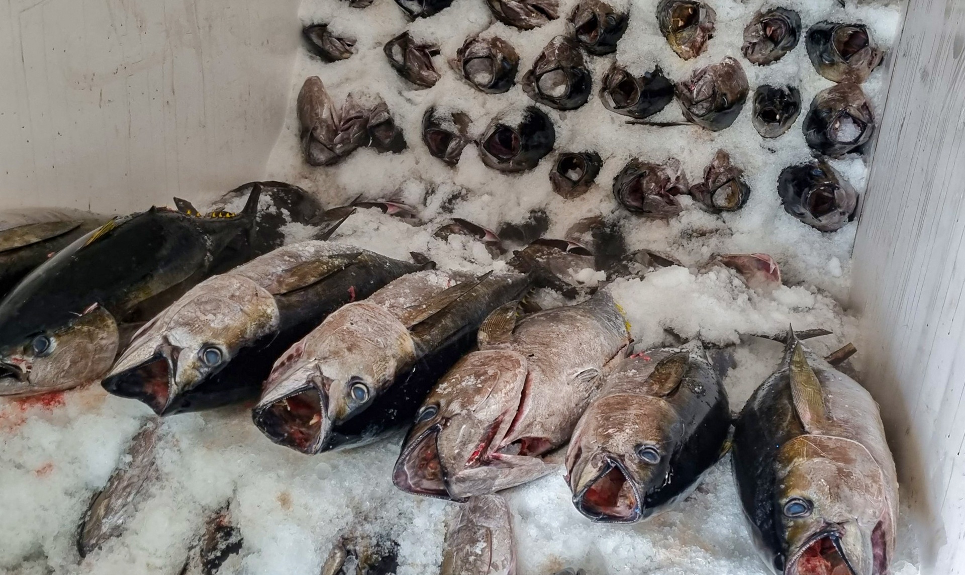 danh bat ca ngu anh 2