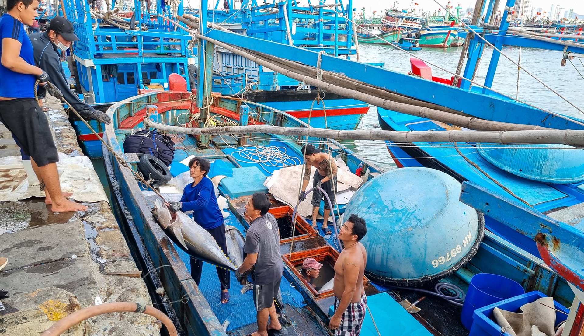 danh bat ca ngu anh 1