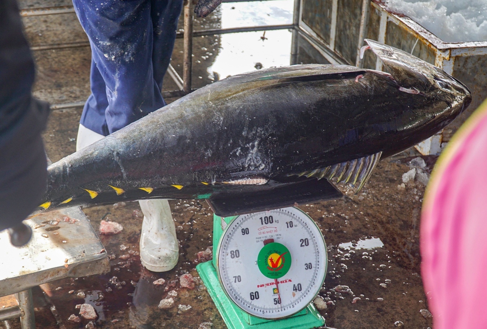 danh bat ca ngu anh 5